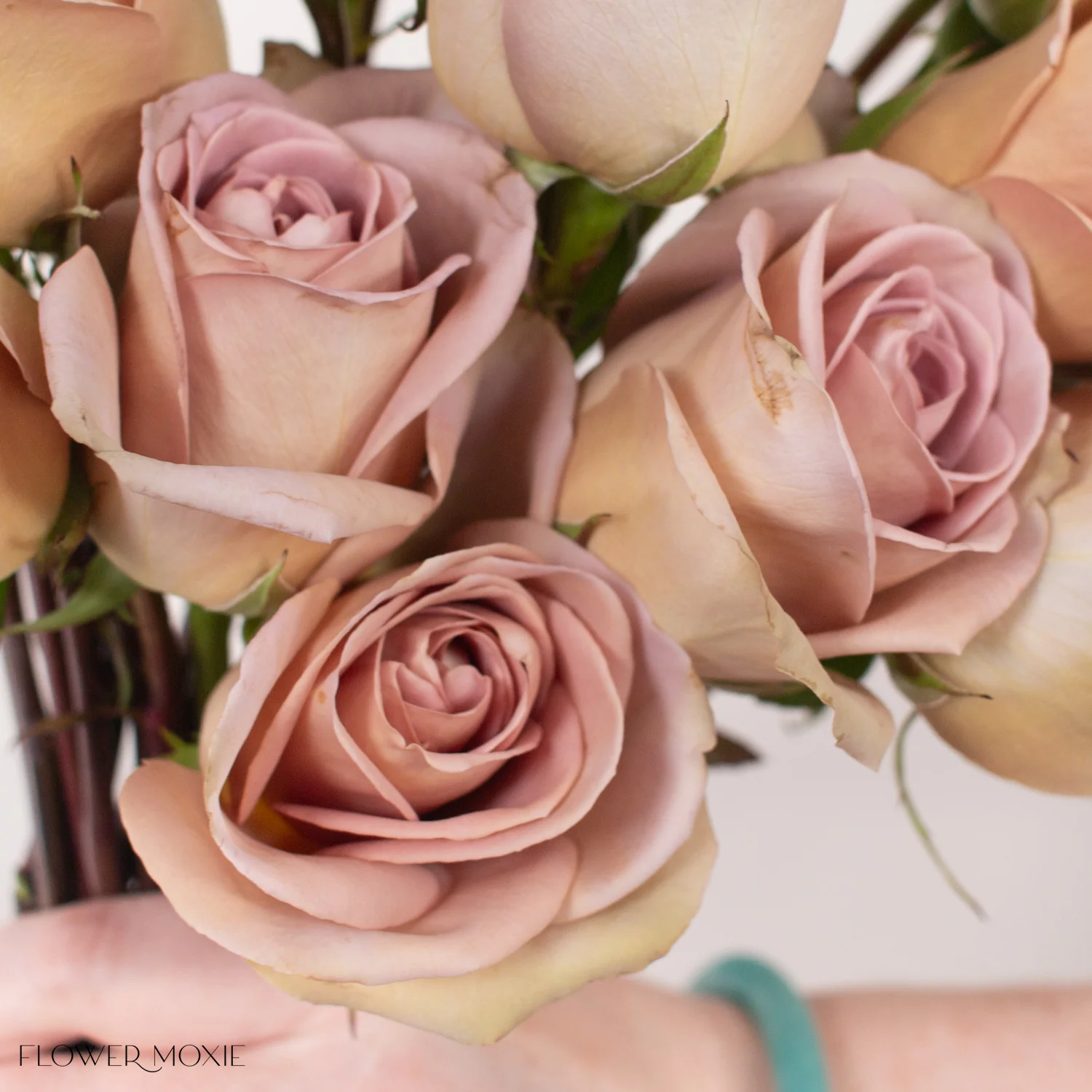 Dusty Lavender Amnesia Rose - Image 4
