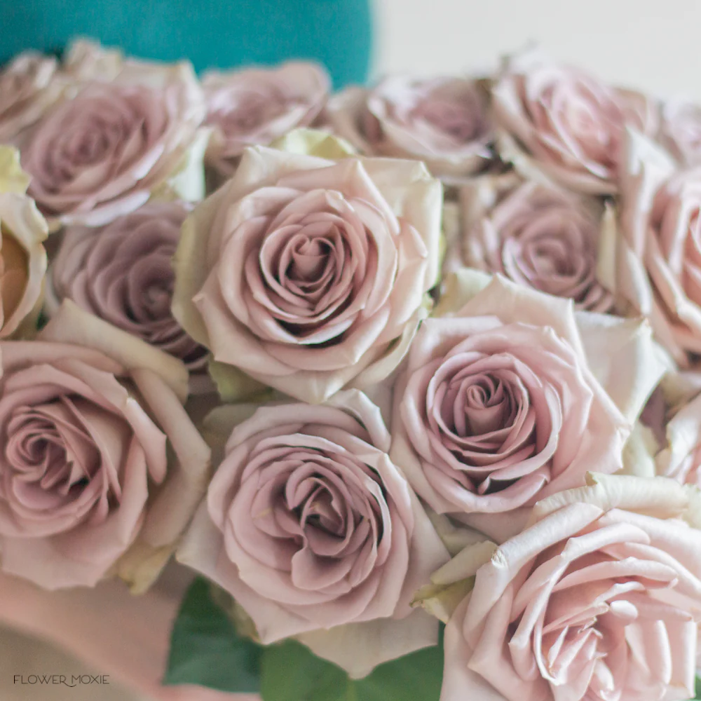 Dusty Lavender Amnesia Rose - Image 9
