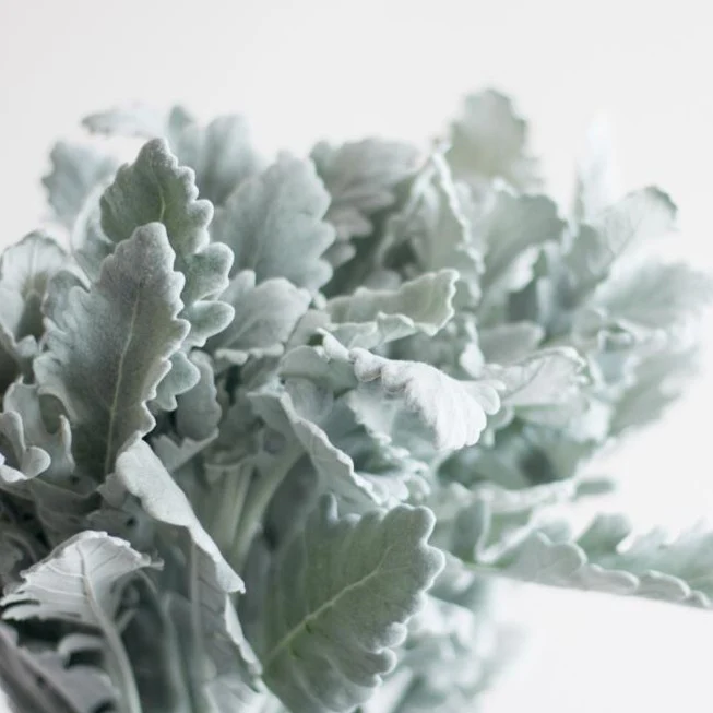 Broad Leaf Dusty Miller Greenery - Image 3