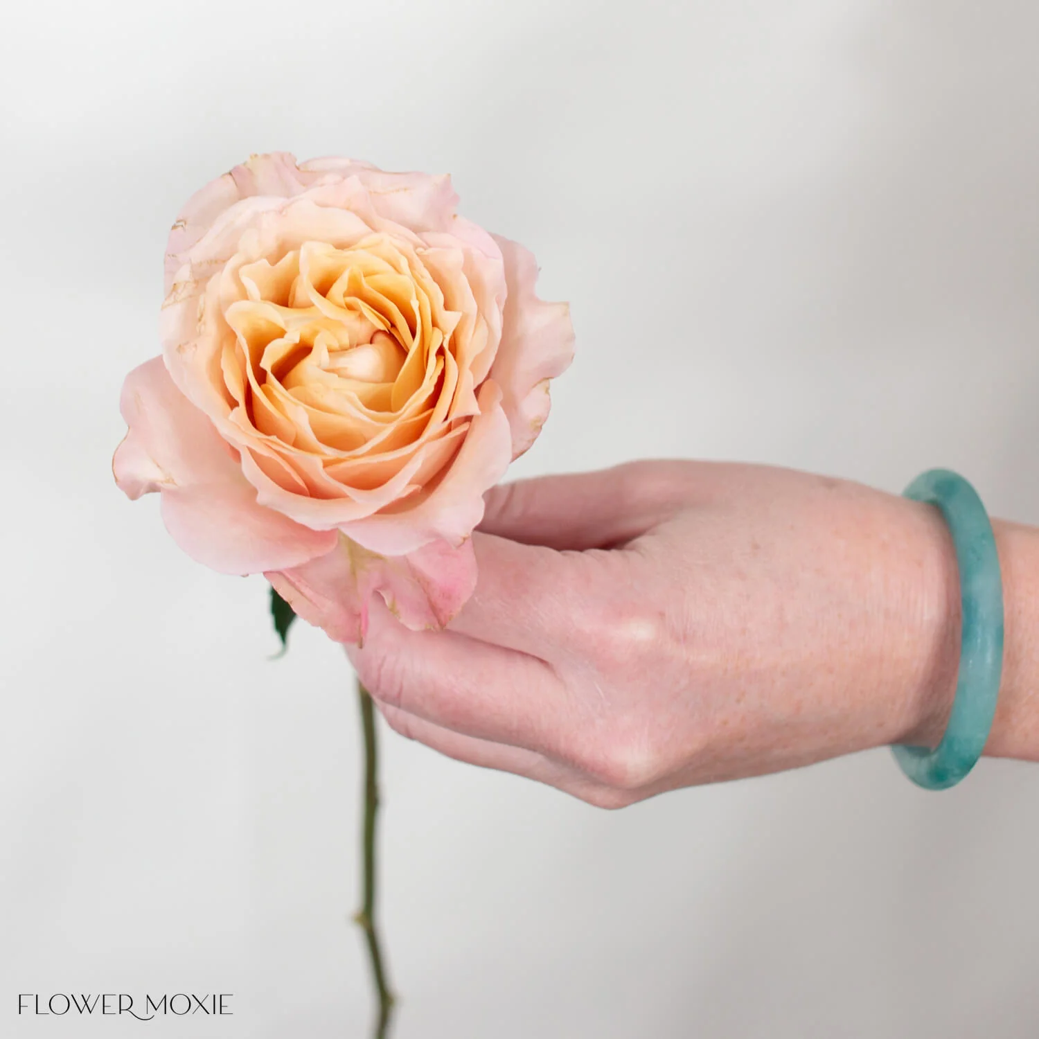 Sandy Beige Sahara Senstation Garden Rose - Image 6