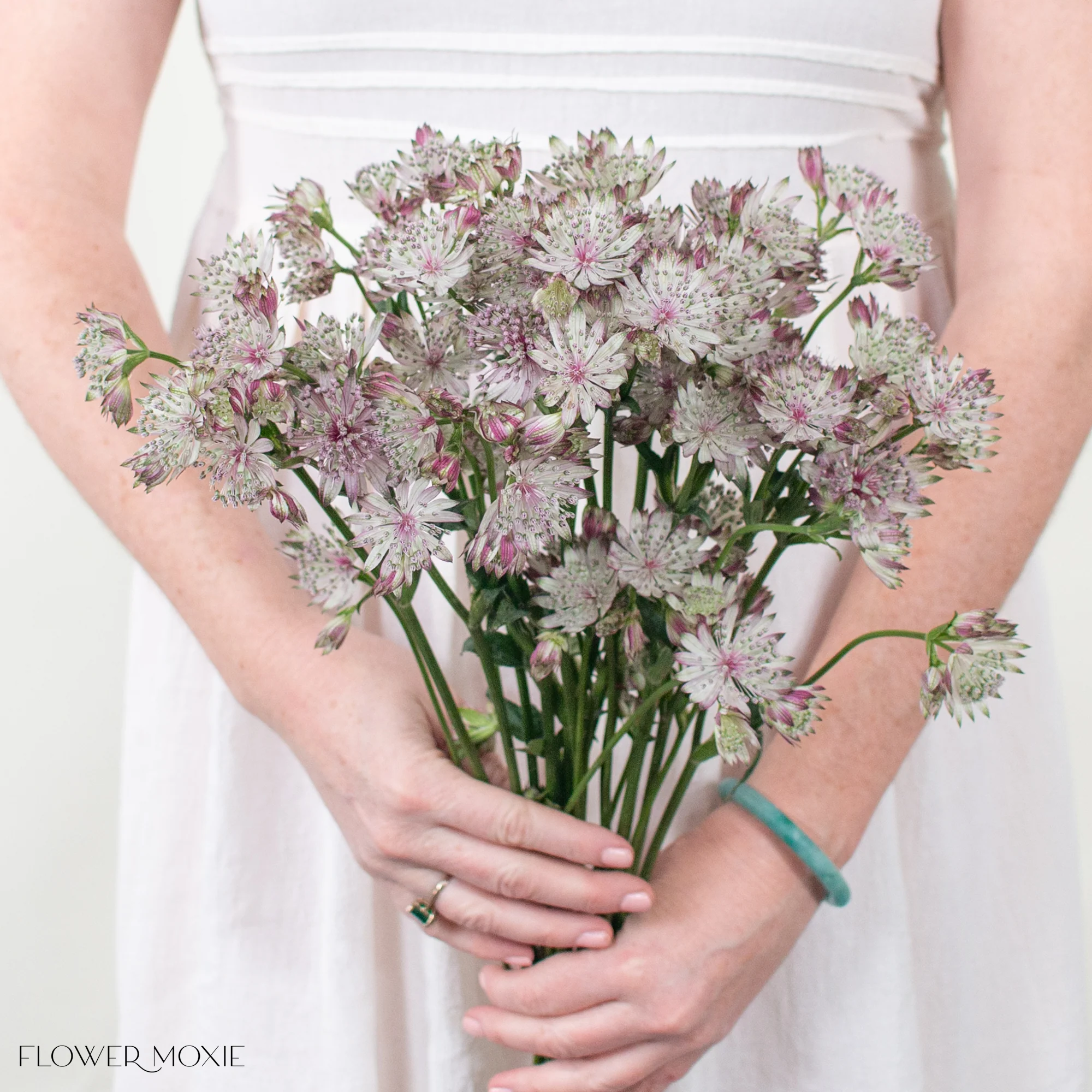Dusty Pink Astrantia Flower - Image 3