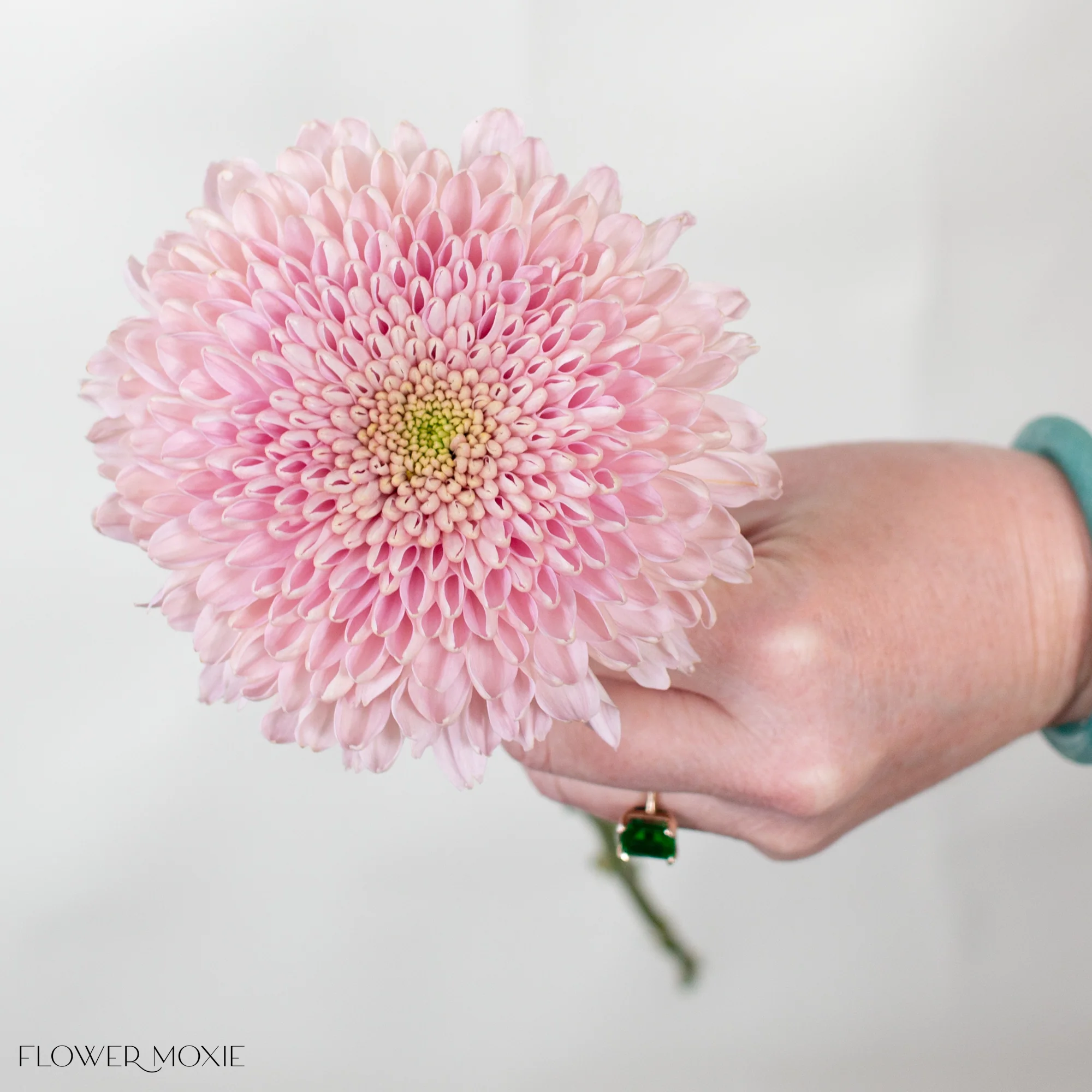 Dusty Pink Cremone Flower - Image 5