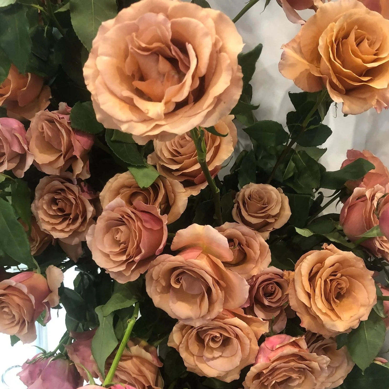 Mauve Terracotta Moab Rose - Image 10