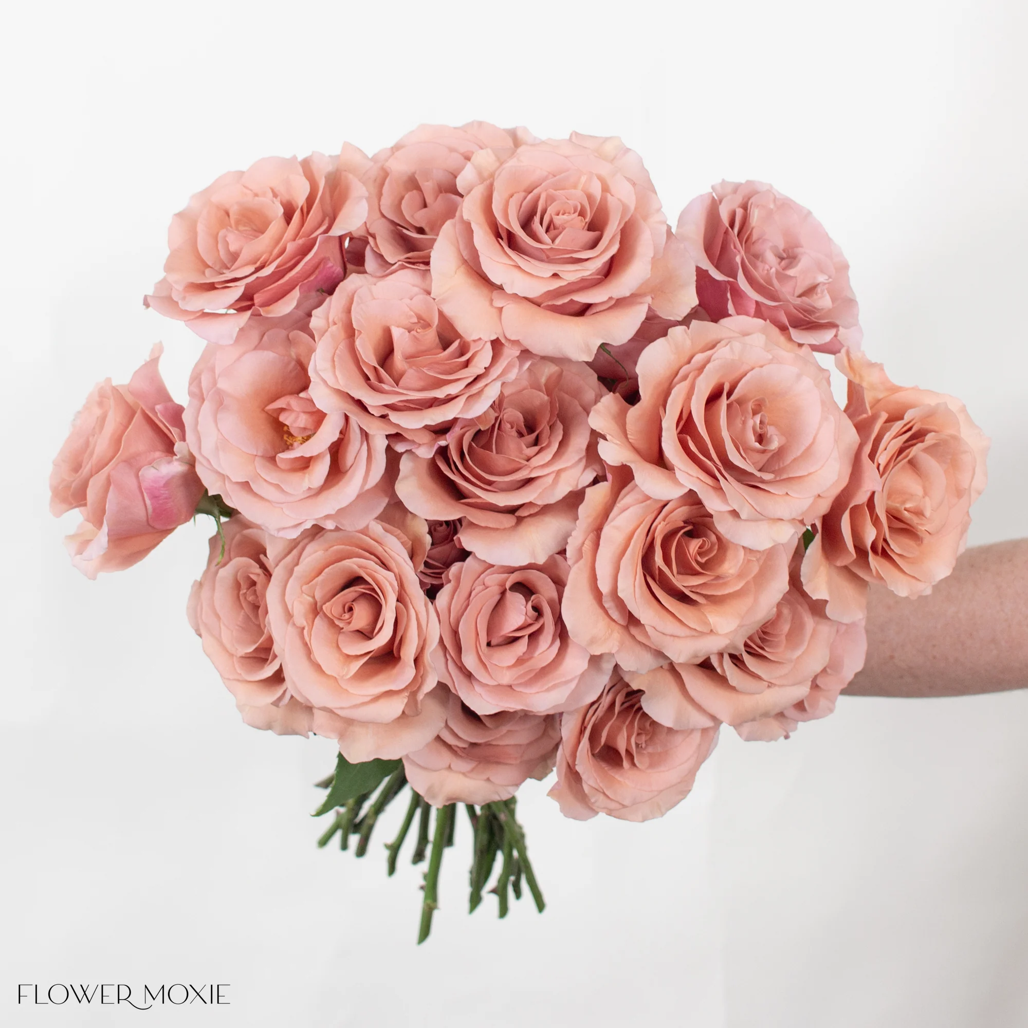 Mauve Terracotta Moab Rose - Image 4