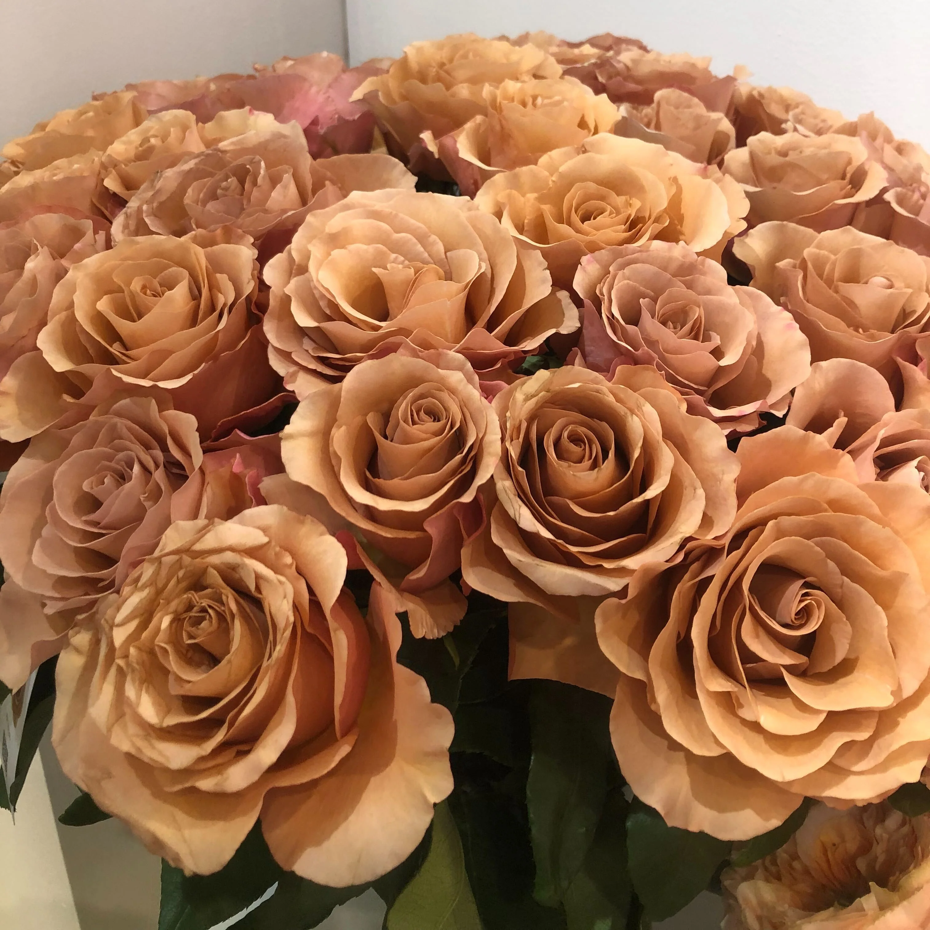 Mauve Terracotta Moab Rose - Image 7