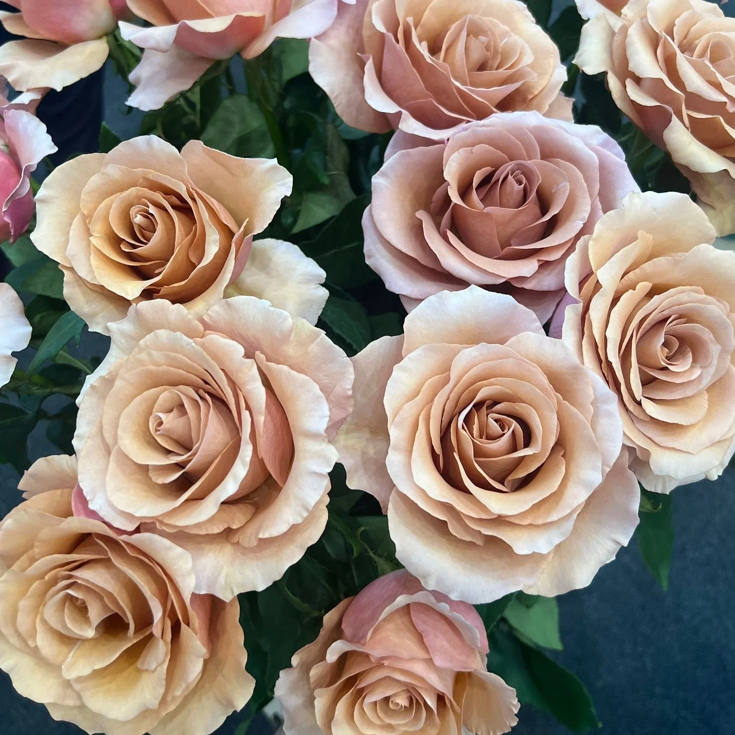 Mauve Terracotta Moab Rose - Image 8
