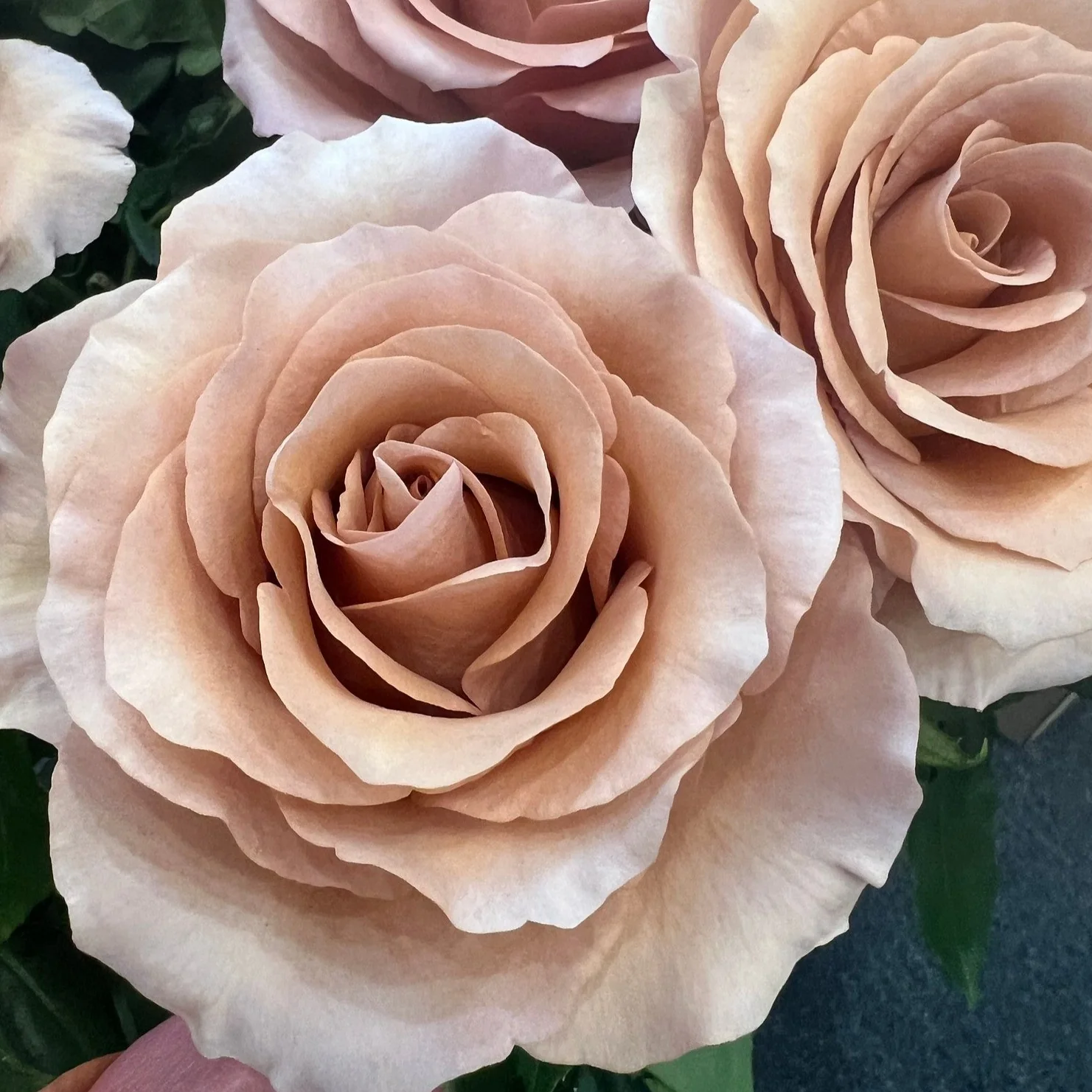 Mauve Terracotta Moab Rose - Image 9
