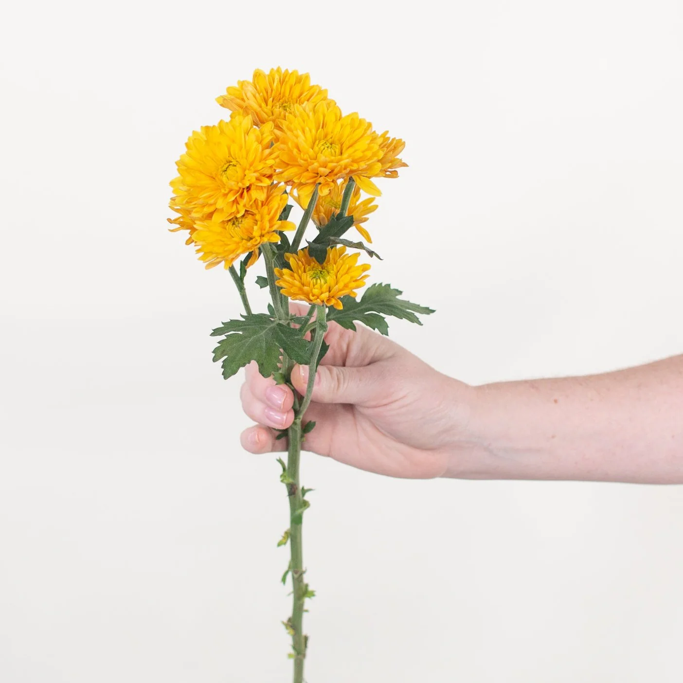 FALL ONLY - Mustard Cushion Pom Flower - Image 3