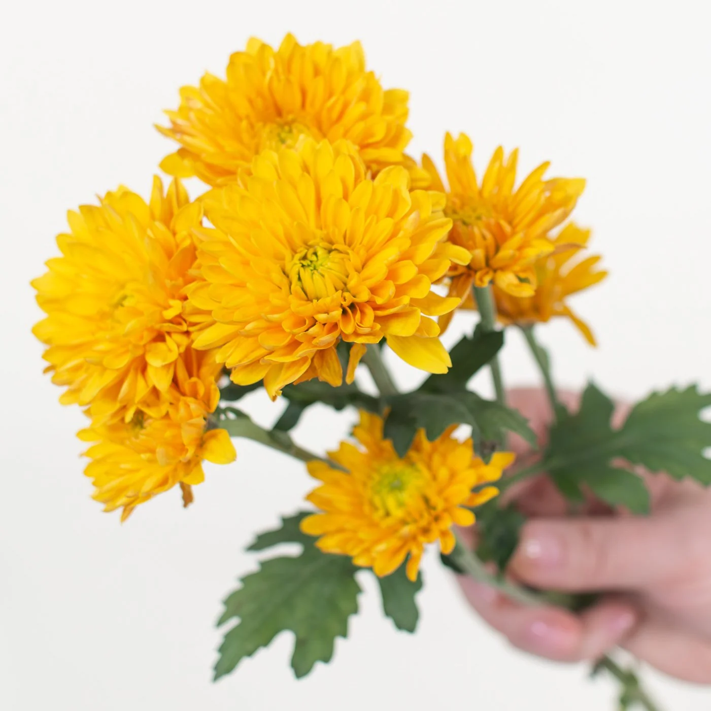 FALL ONLY - Mustard Cushion Pom Flower - Image 4