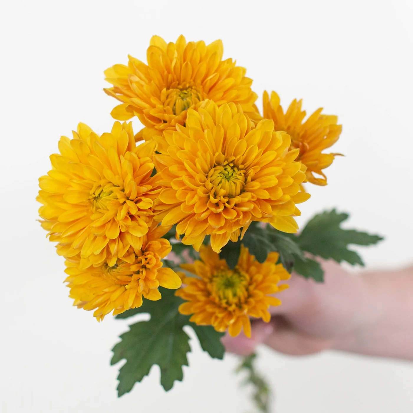 FALL ONLY - Mustard Cushion Pom Flower - Image 6