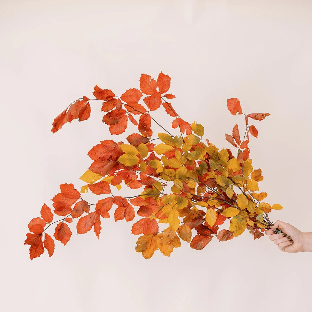 FALL ONLY - Copper Beech