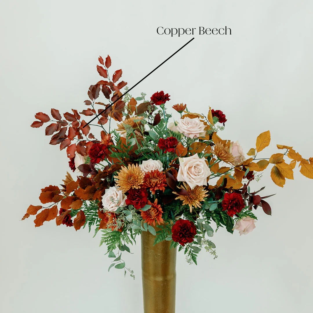 FALL ONLY - Copper Beech - Image 2