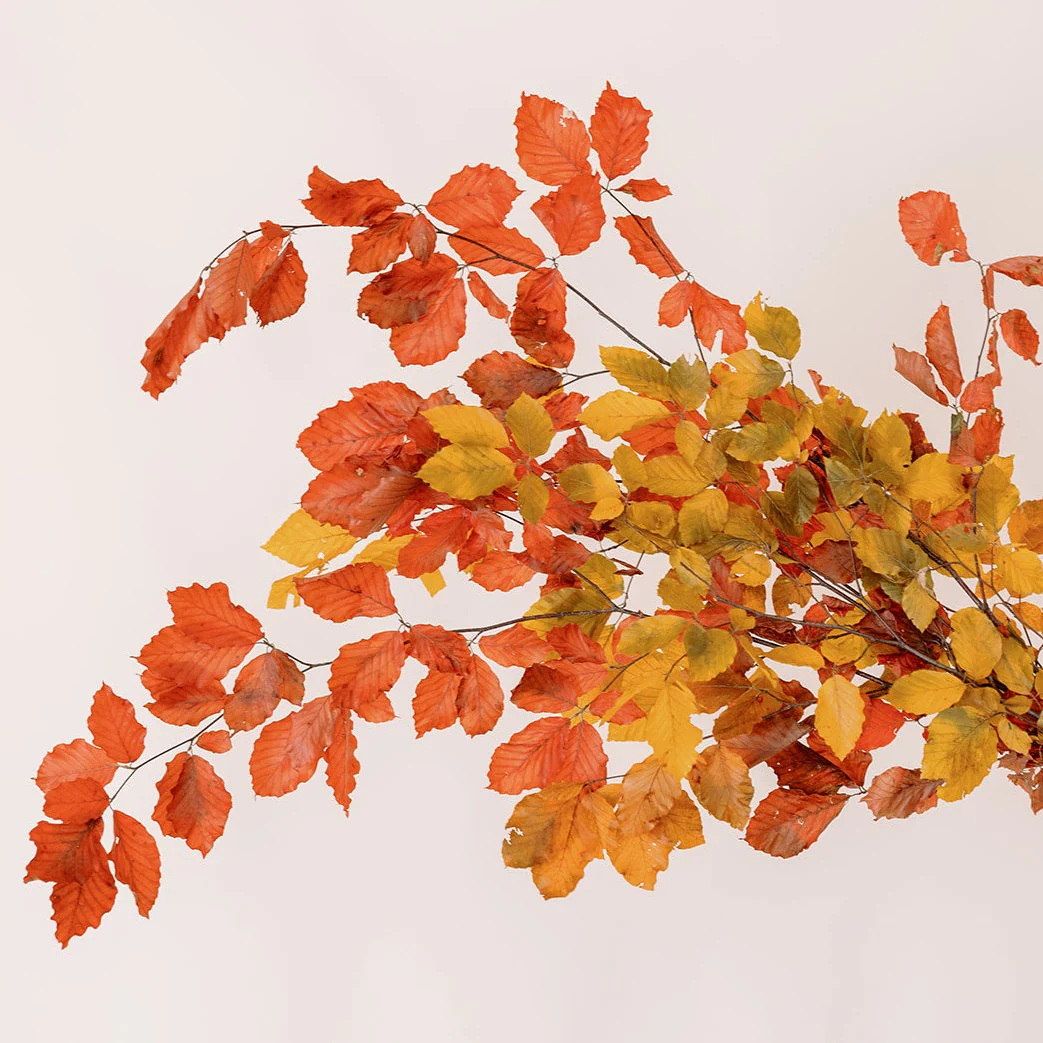 FALL ONLY - Copper Beech - Image 3