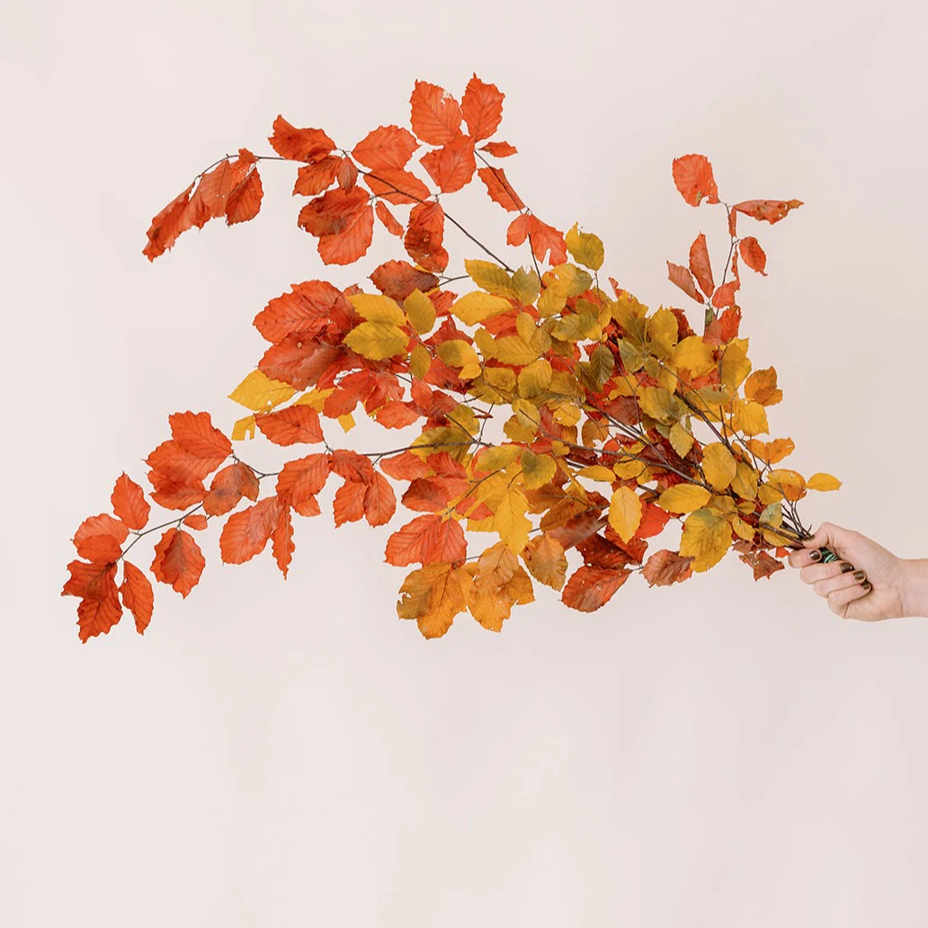 FALL ONLY - Copper Beech - Image 4
