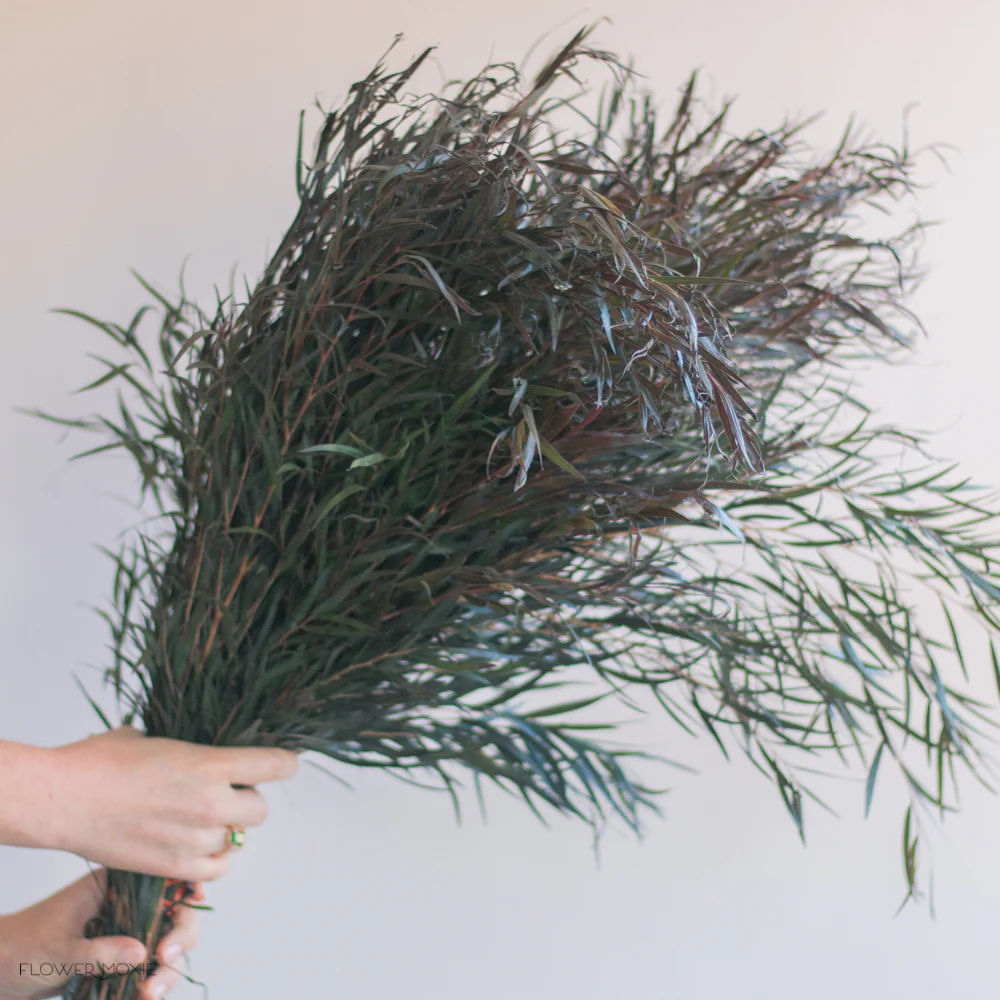 FALL/WINTER ONLY - Agonis Greenery