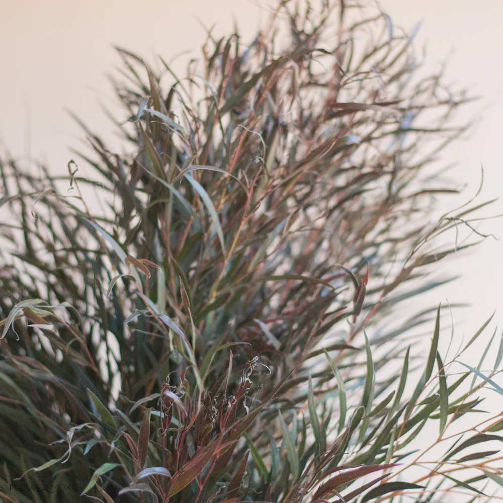 FALL/WINTER ONLY - Agonis Greenery - Image 3