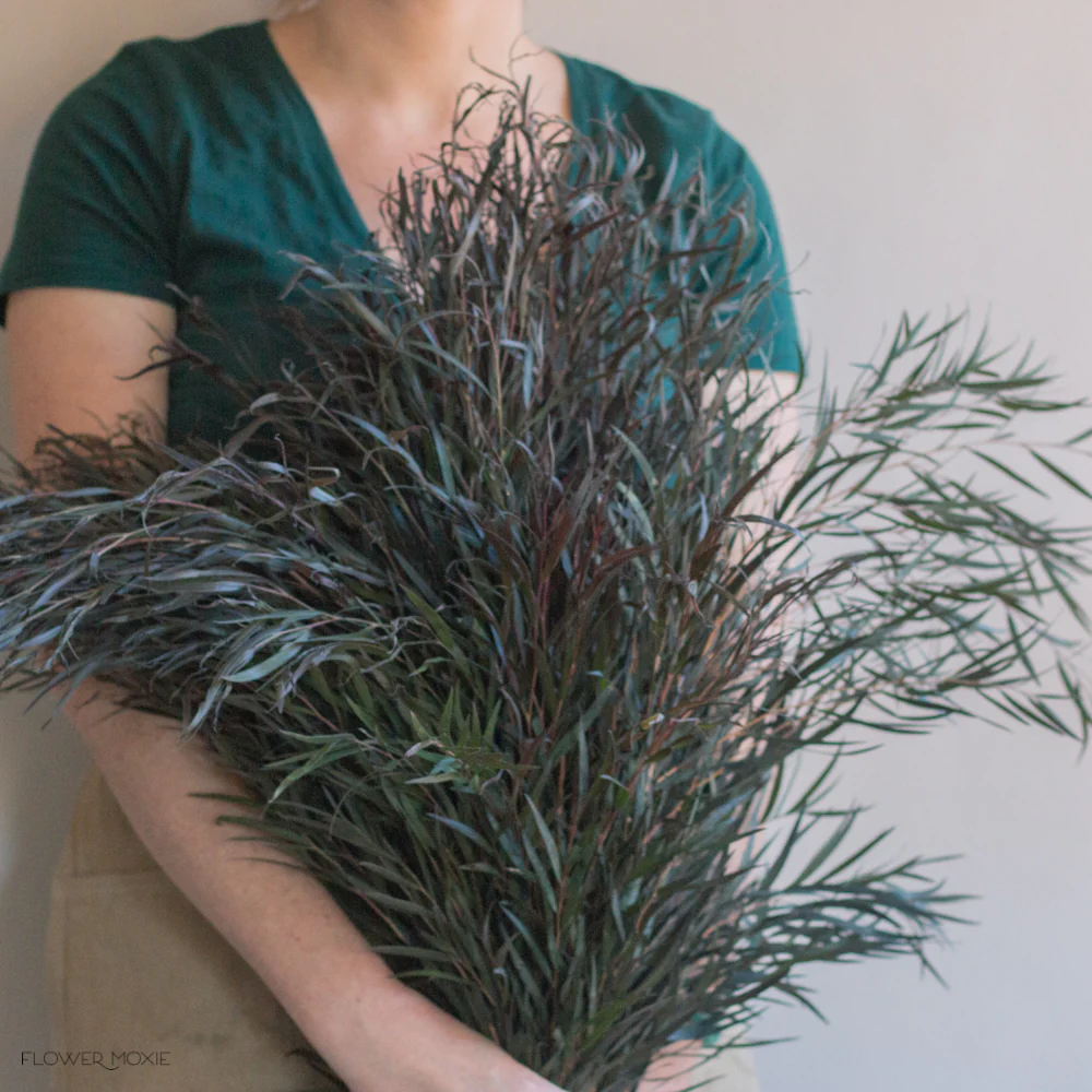 FALL/WINTER ONLY - Agonis Greenery - Image 4
