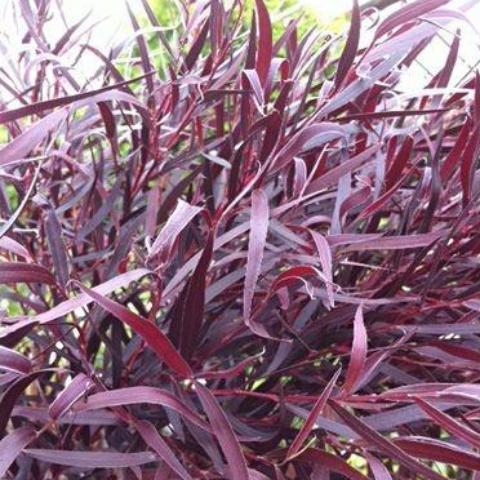 FALL/WINTER ONLY - Agonis Greenery - Image 5