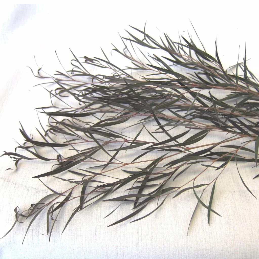 FALL/WINTER ONLY - Agonis Greenery - Image 6