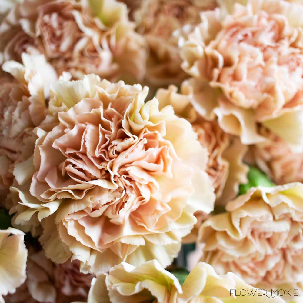 Terracotta Carnation Flower - Image 12