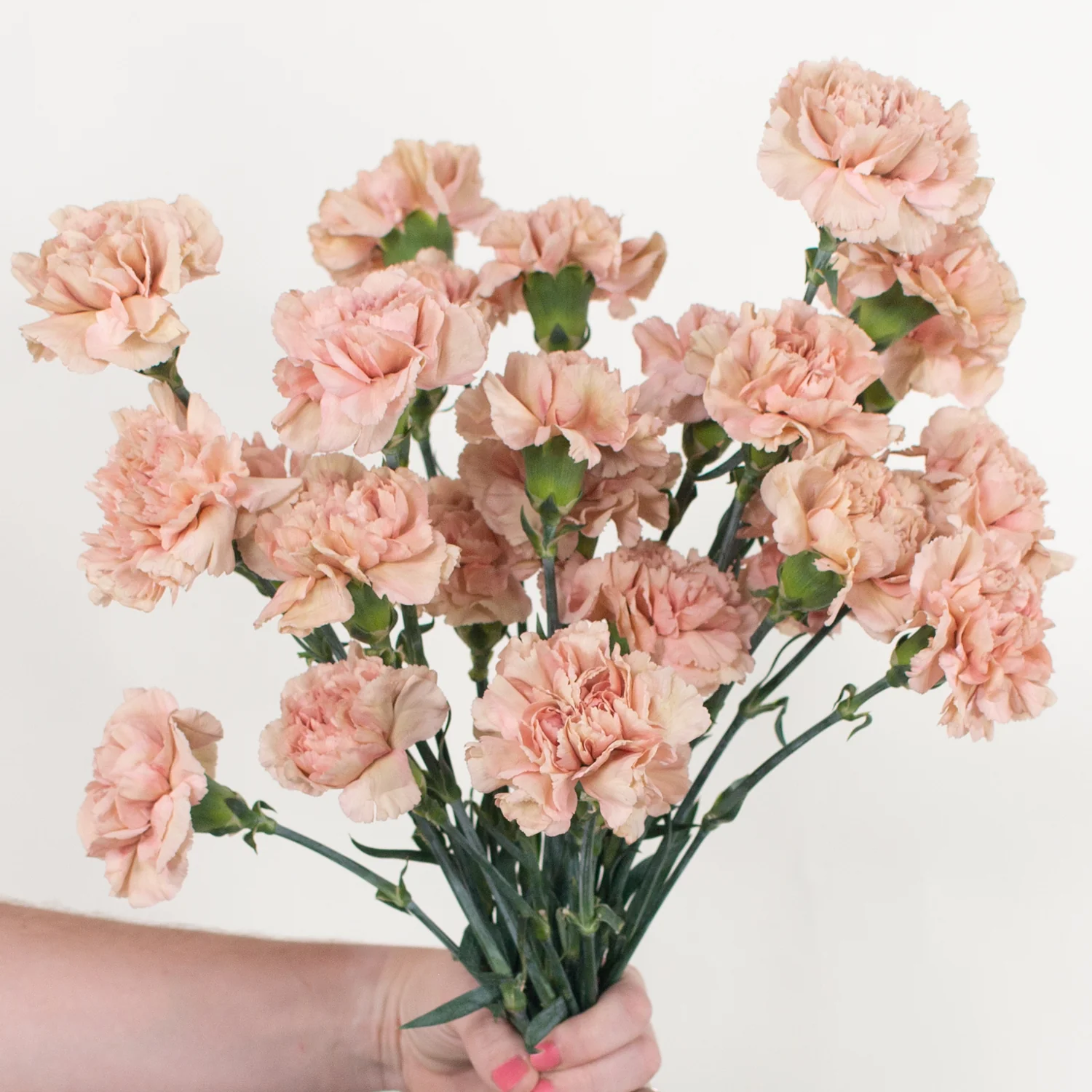 Terracotta Carnation Flower - Image 13