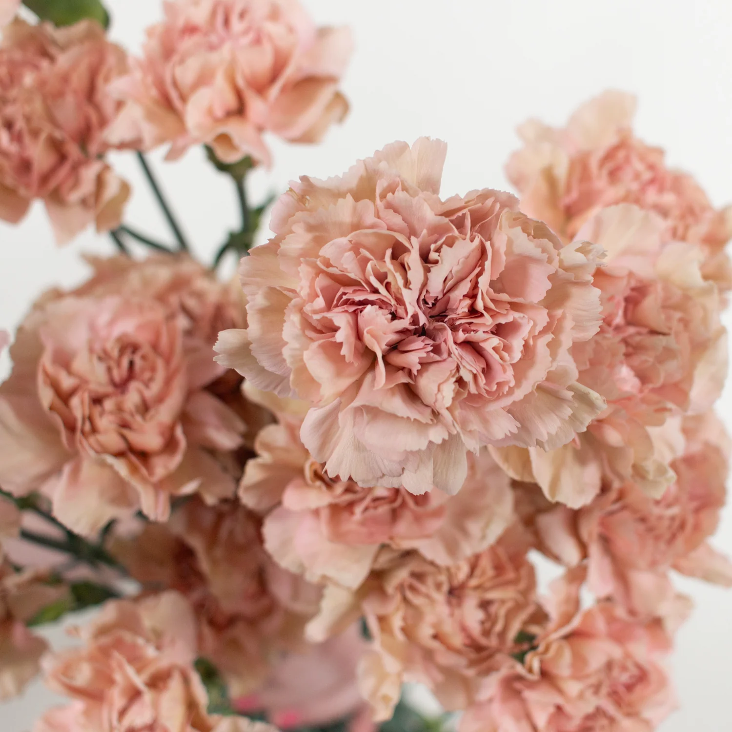 Terracotta Carnation Flower - Image 3