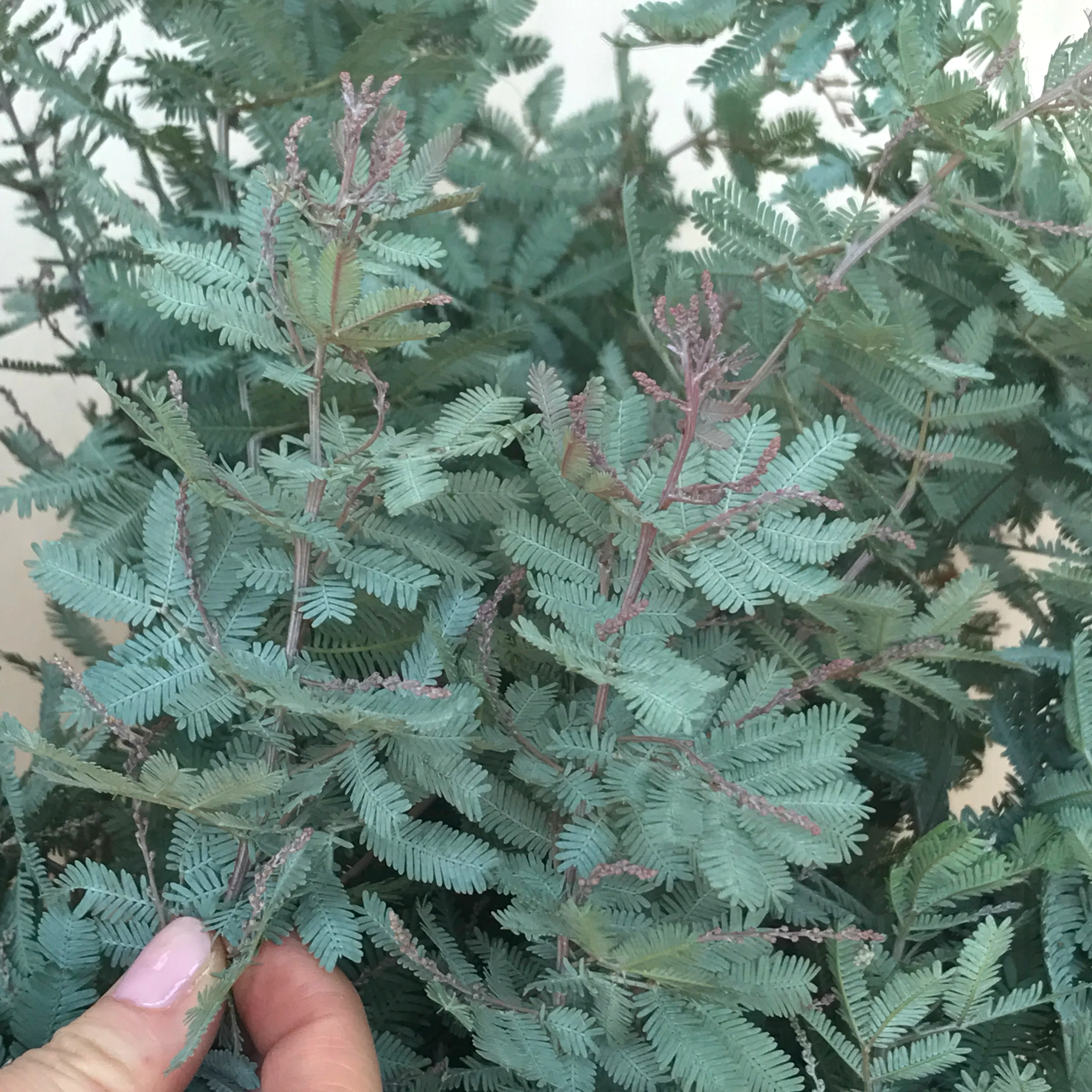 Feather Leaf Acacia - Image 4