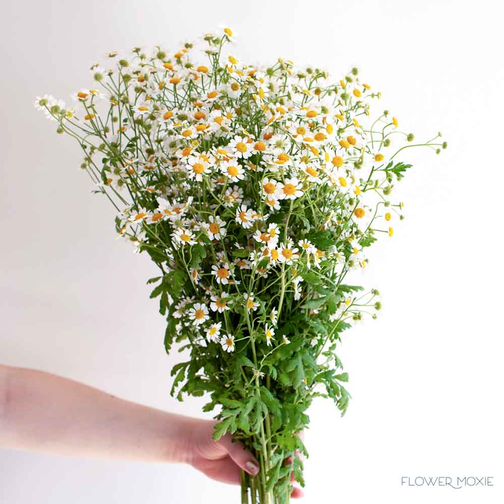 Feverfew Chamomile Flower - Image 3