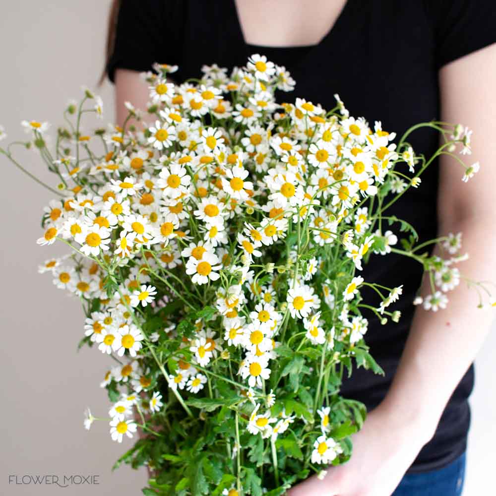 Feverfew Chamomile Flower - Image 4