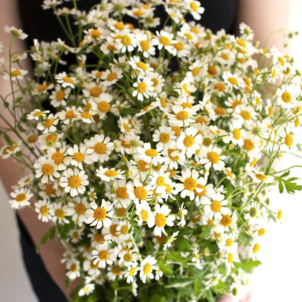 Feverfew Chamomile Flower - Image 5
