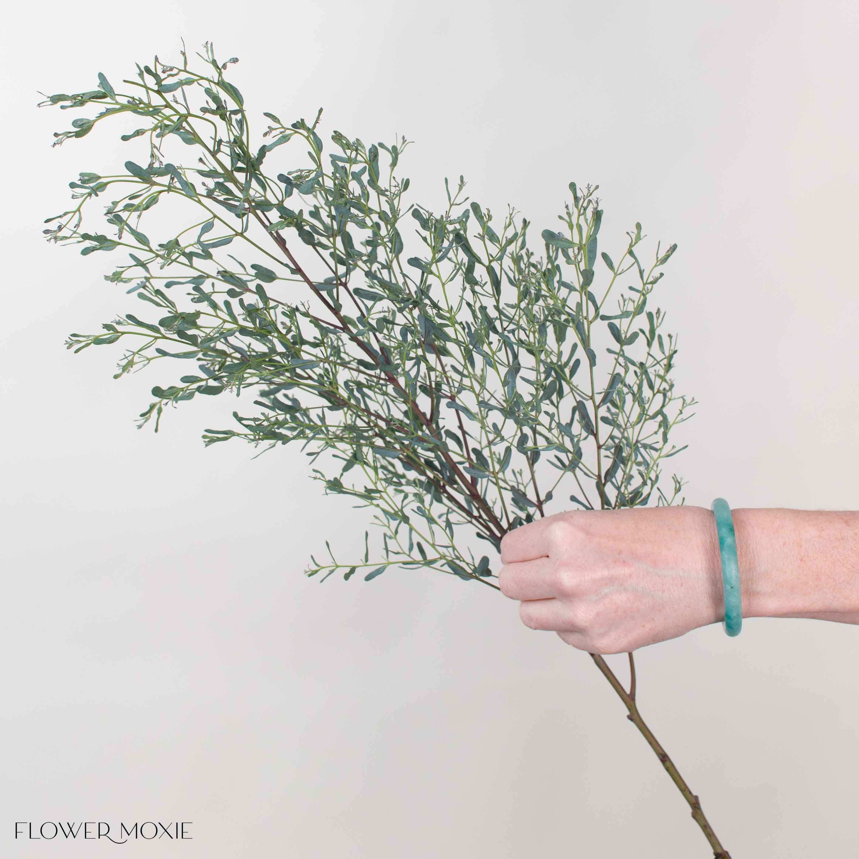 France Bleu Eucalyptus Greenery - Image 2