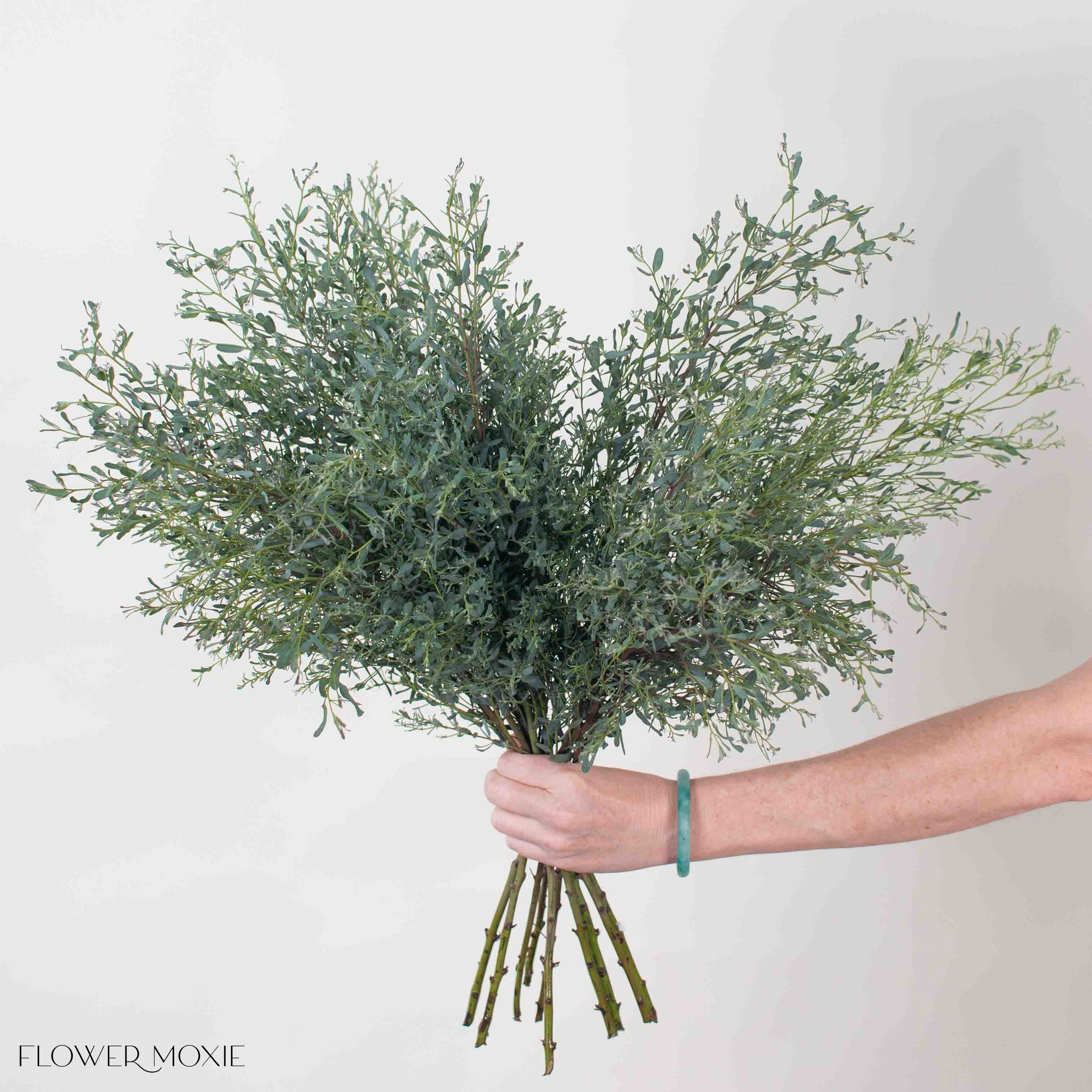 France Bleu Eucalyptus Greenery - Image 4