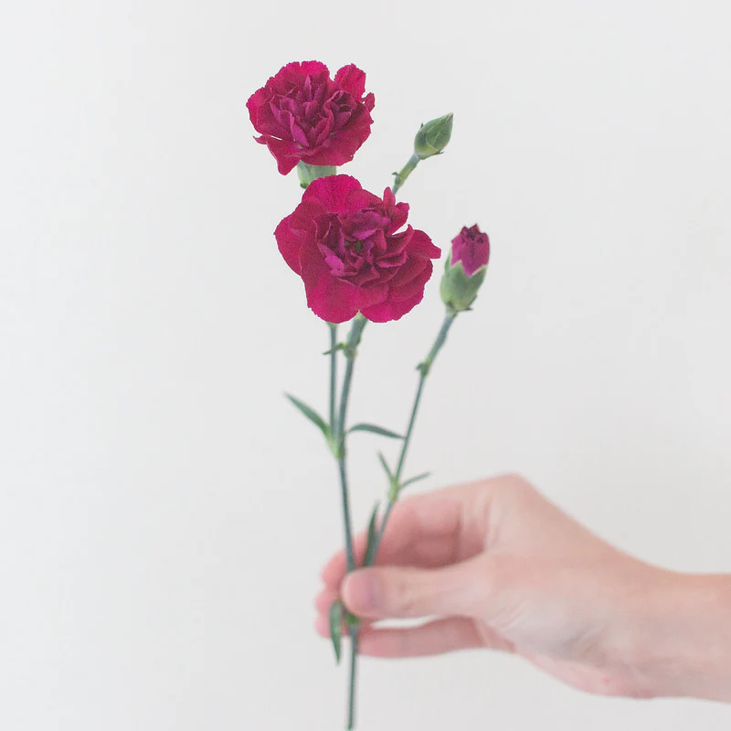 Fuchsia Mini Carnation Flower - Image 3
