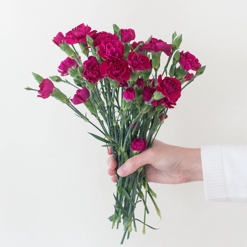 Fuchsia Mini Carnation Flower - Image 4