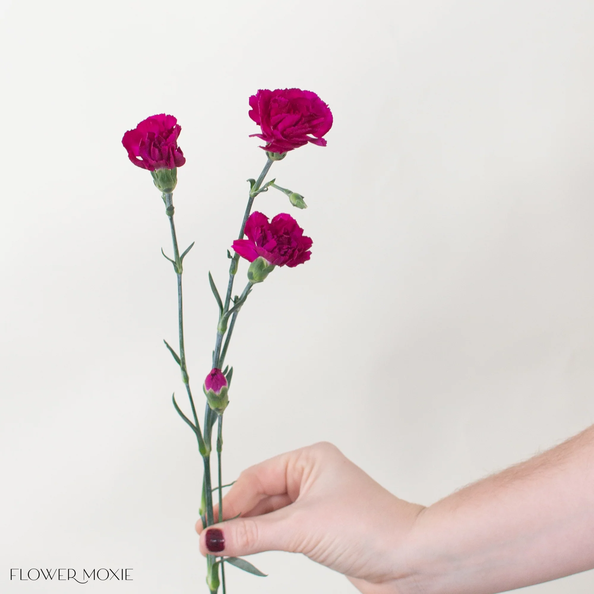 Fuchsia Mini Carnation Flower - Image 7