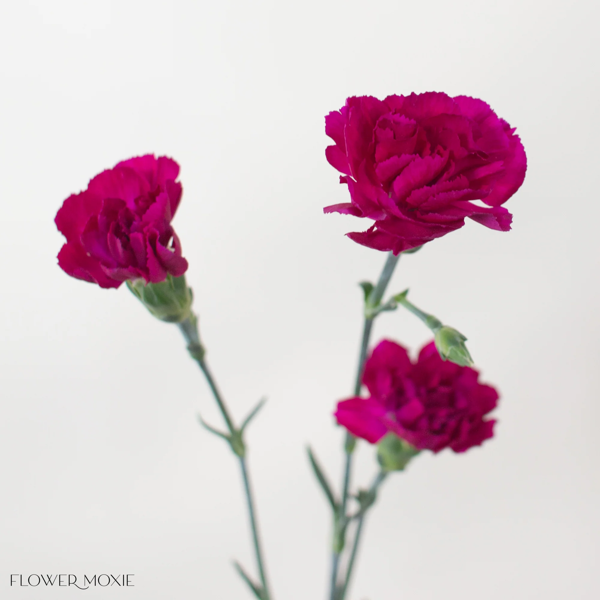 Fuchsia Mini Carnation Flower - Image 8