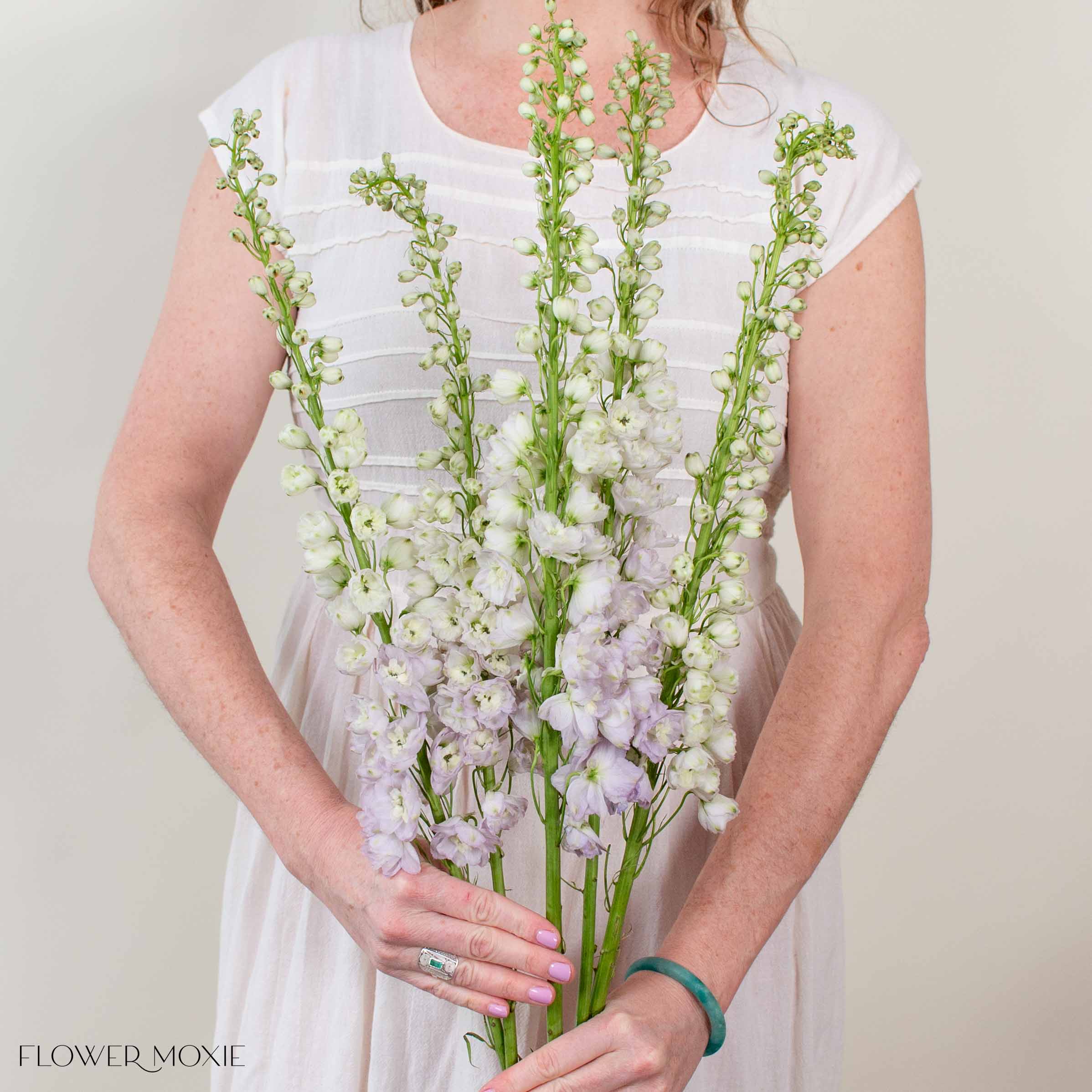 Giant Blush Hybrid Delphinium