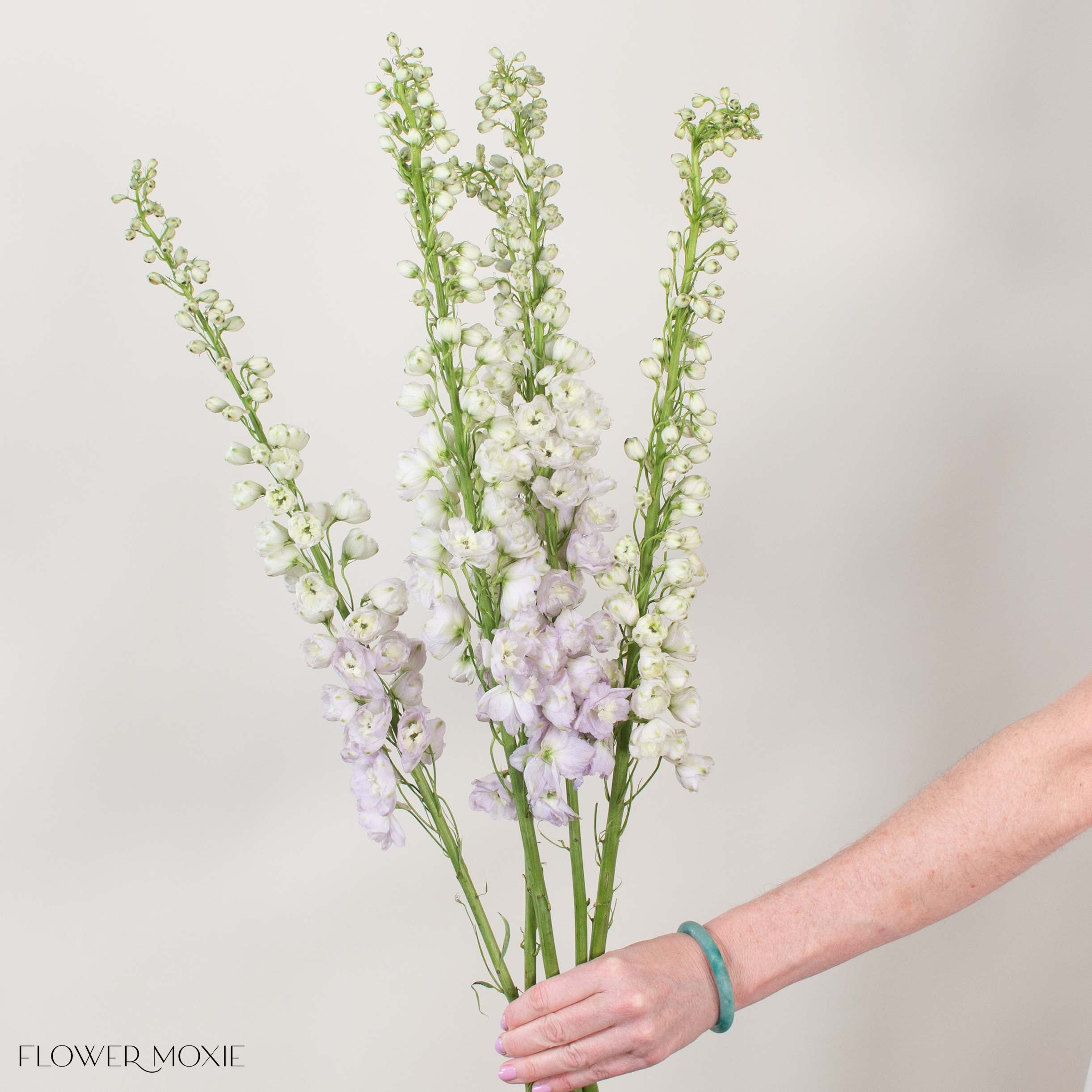 Giant Blush Hybrid Delphinium - Image 3