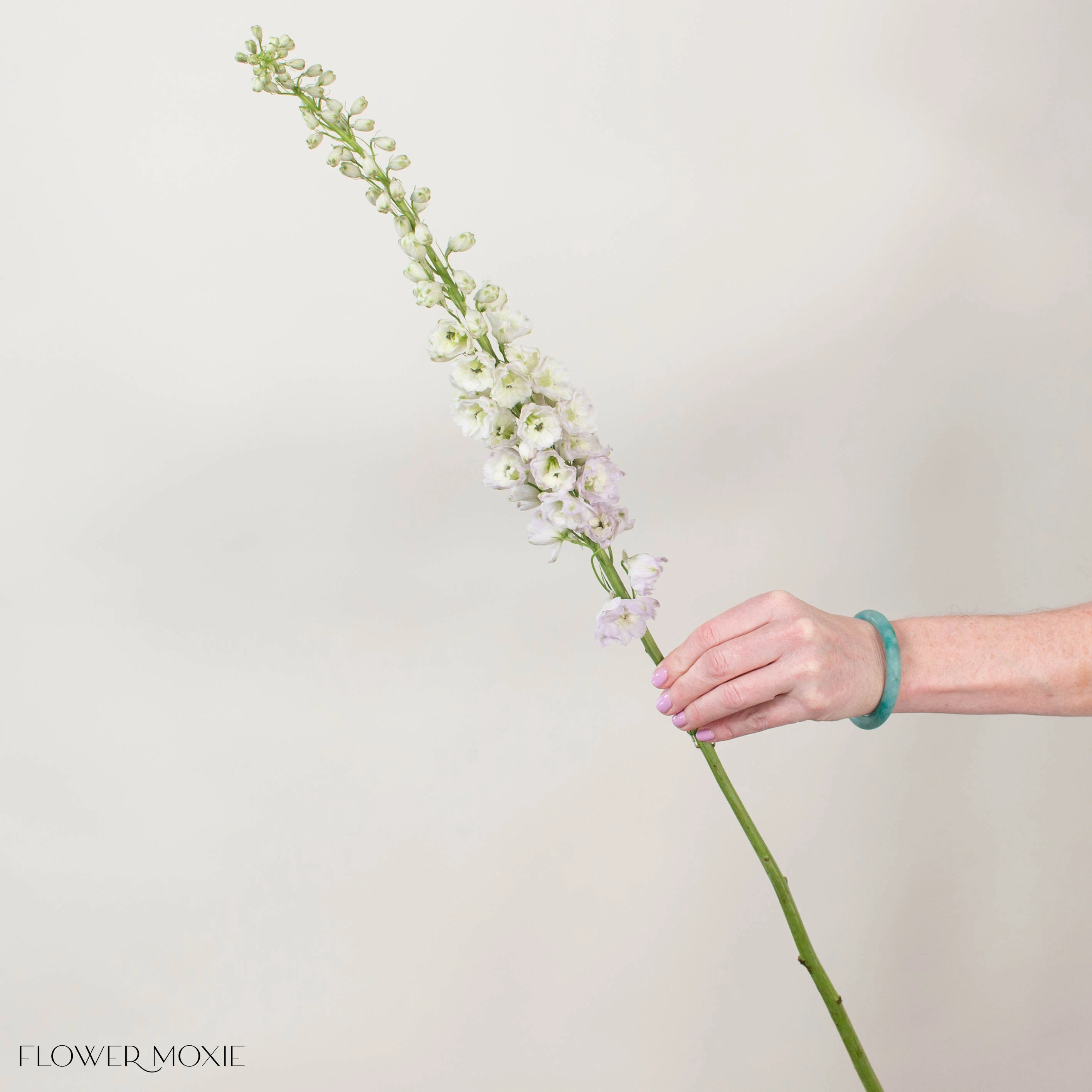 Giant Blush Hybrid Delphinium - Image 4