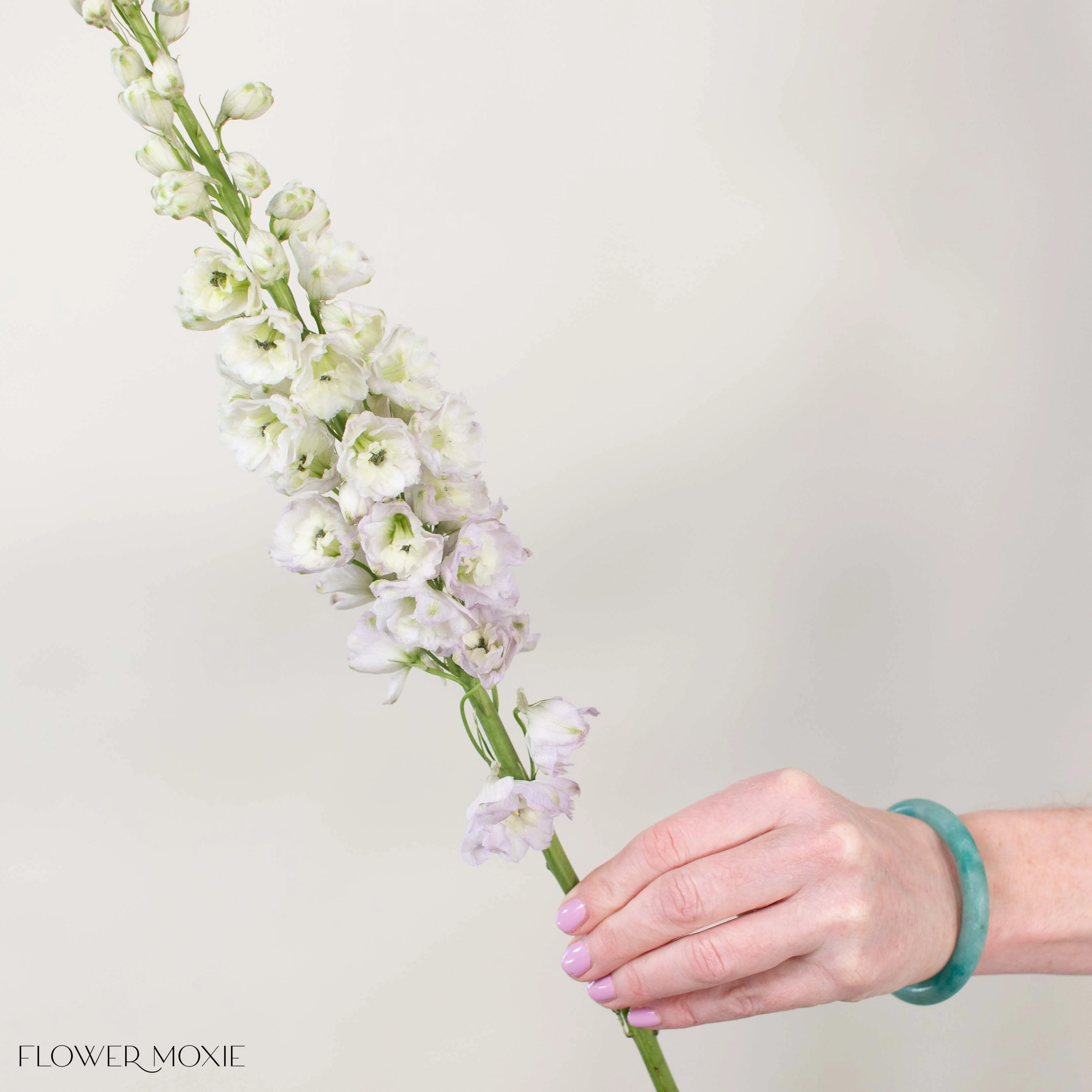 Giant Blush Hybrid Delphinium - Image 5