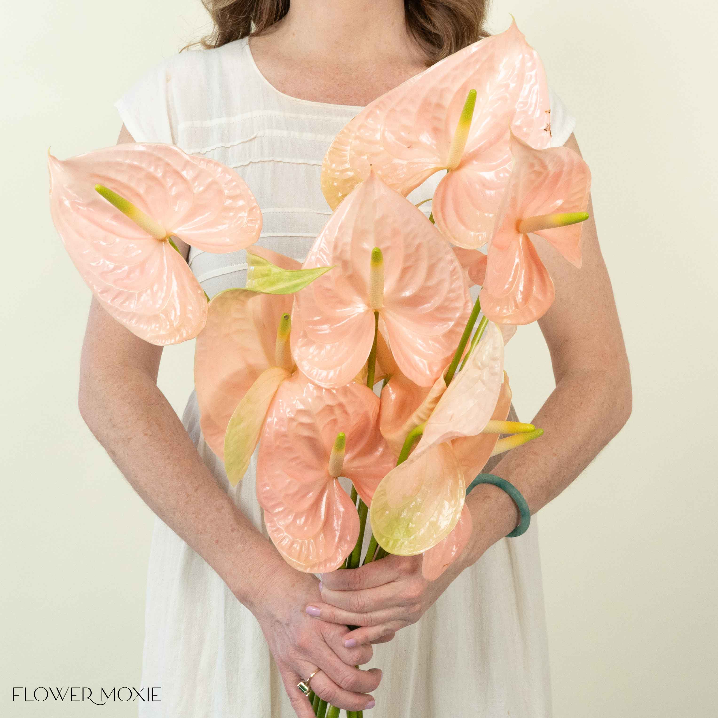 Giant Blush Italian Anthurium - Image 3