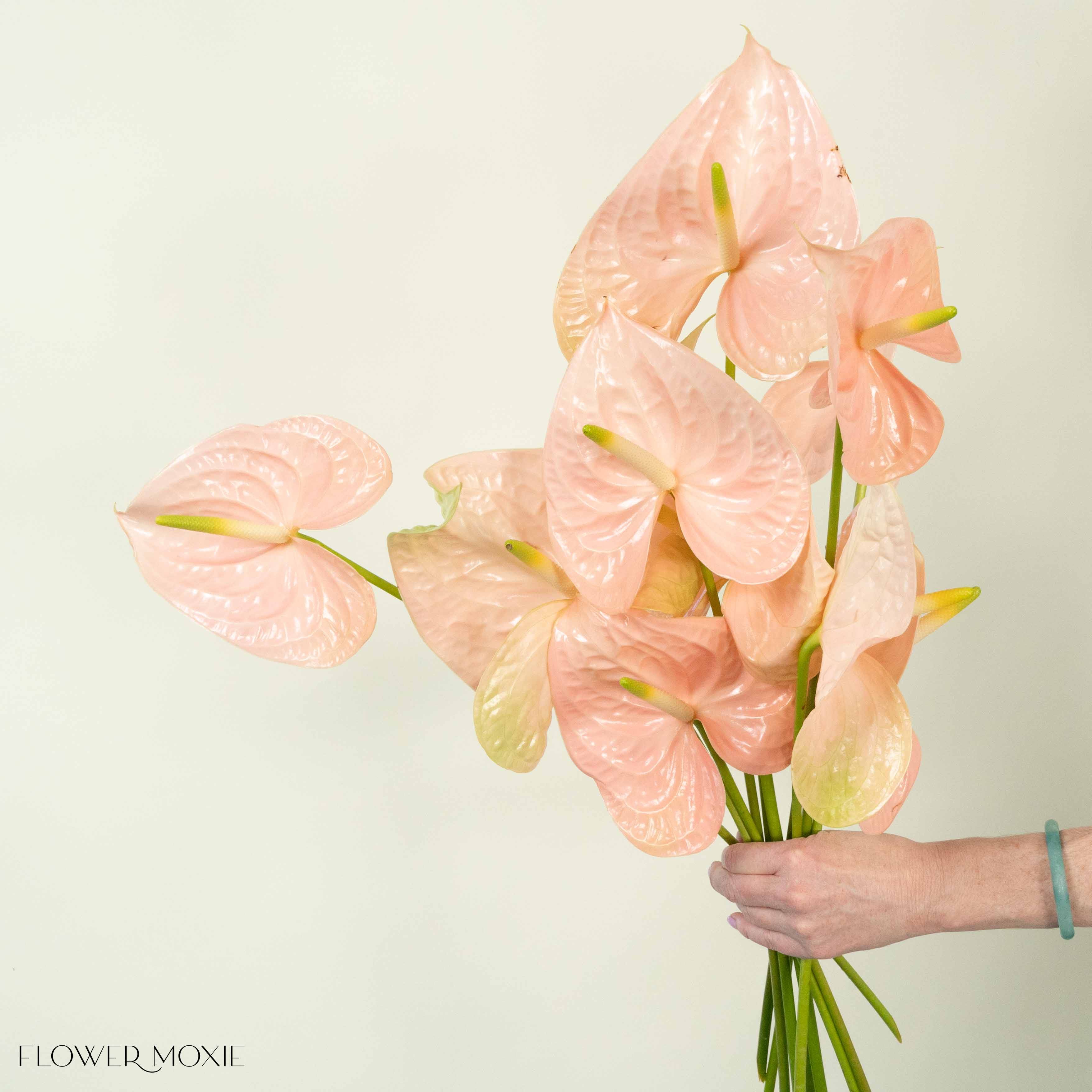 Giant Blush Italian Anthurium - Image 4