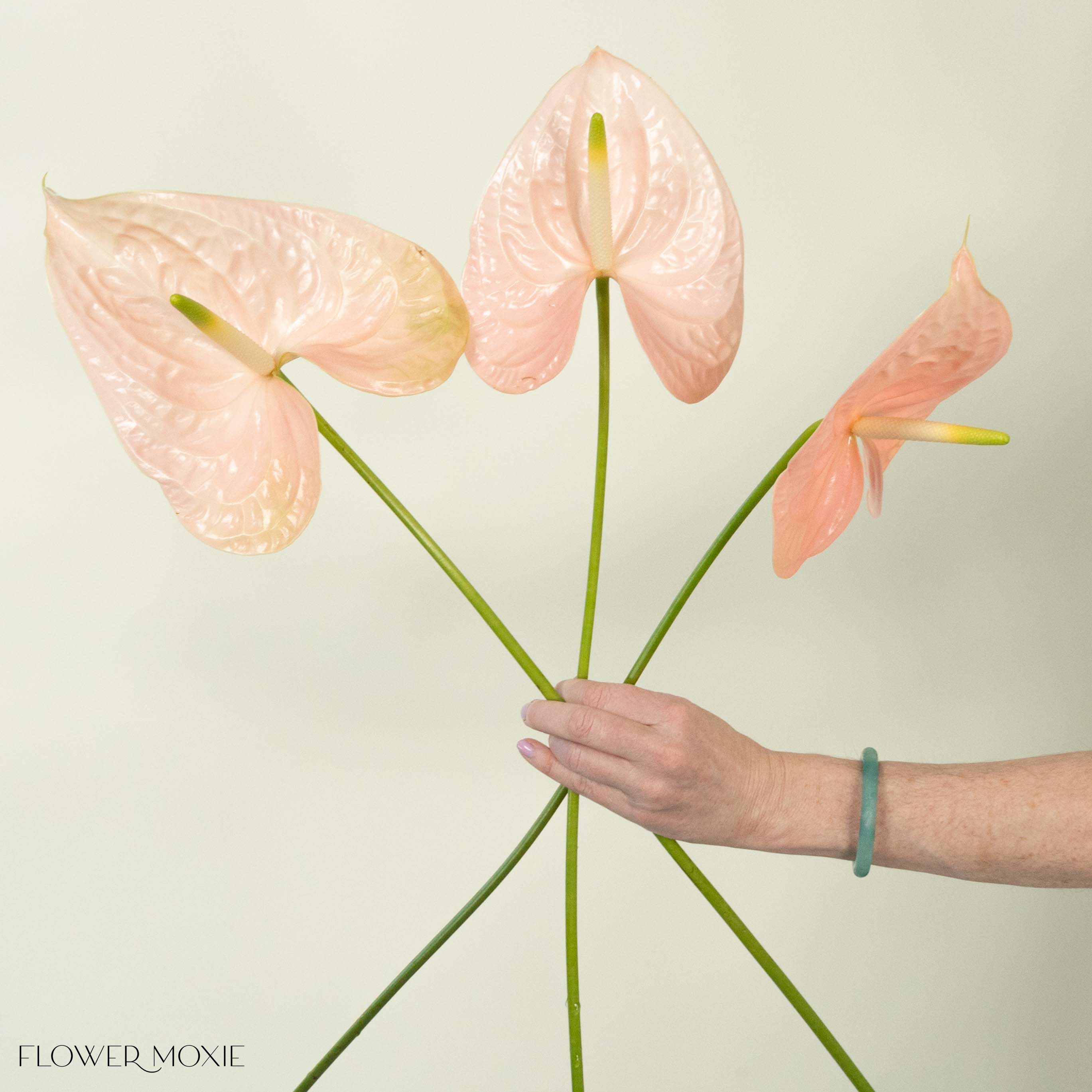 Giant Blush Italian Anthurium - Image 5