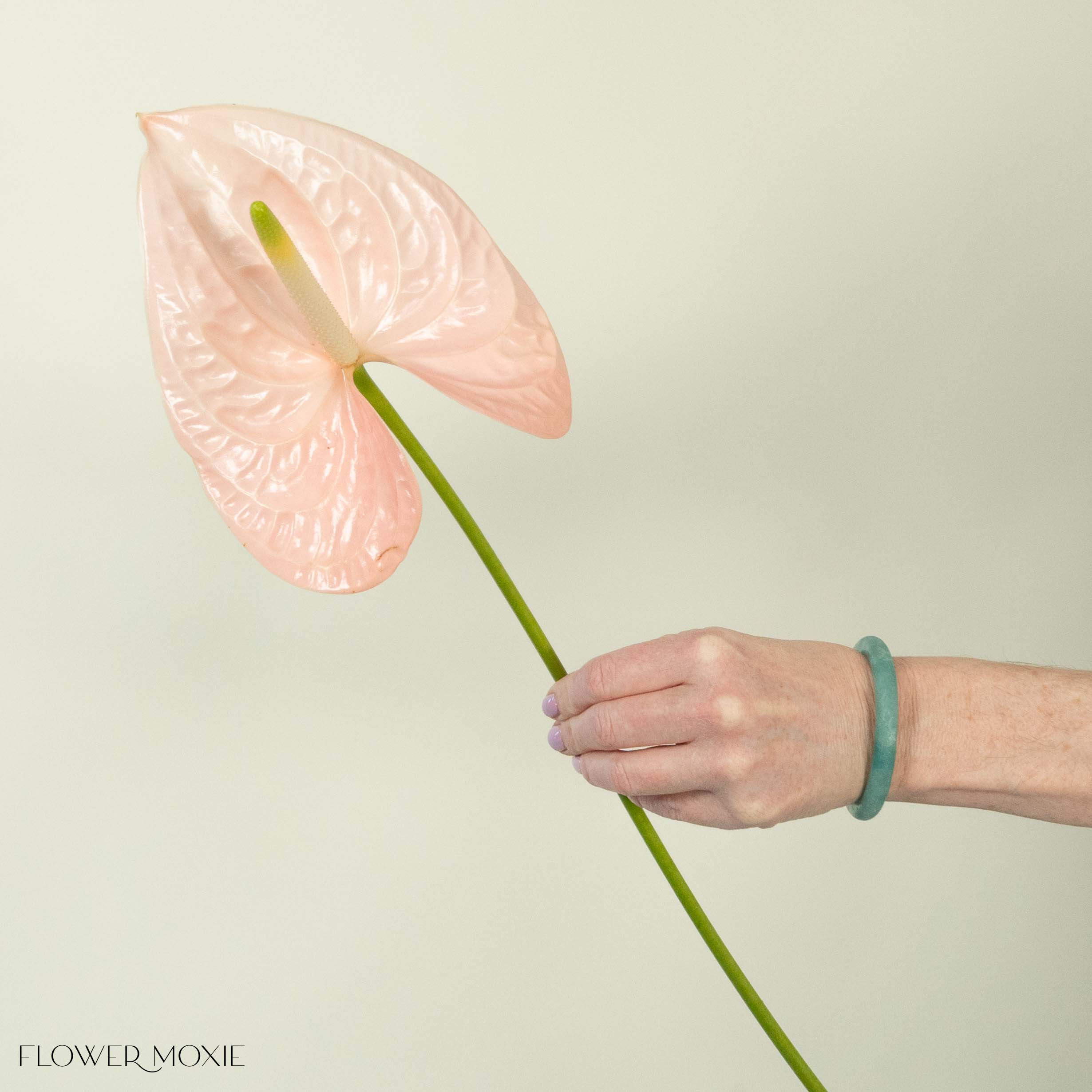 Giant Blush Italian Anthurium - Image 6