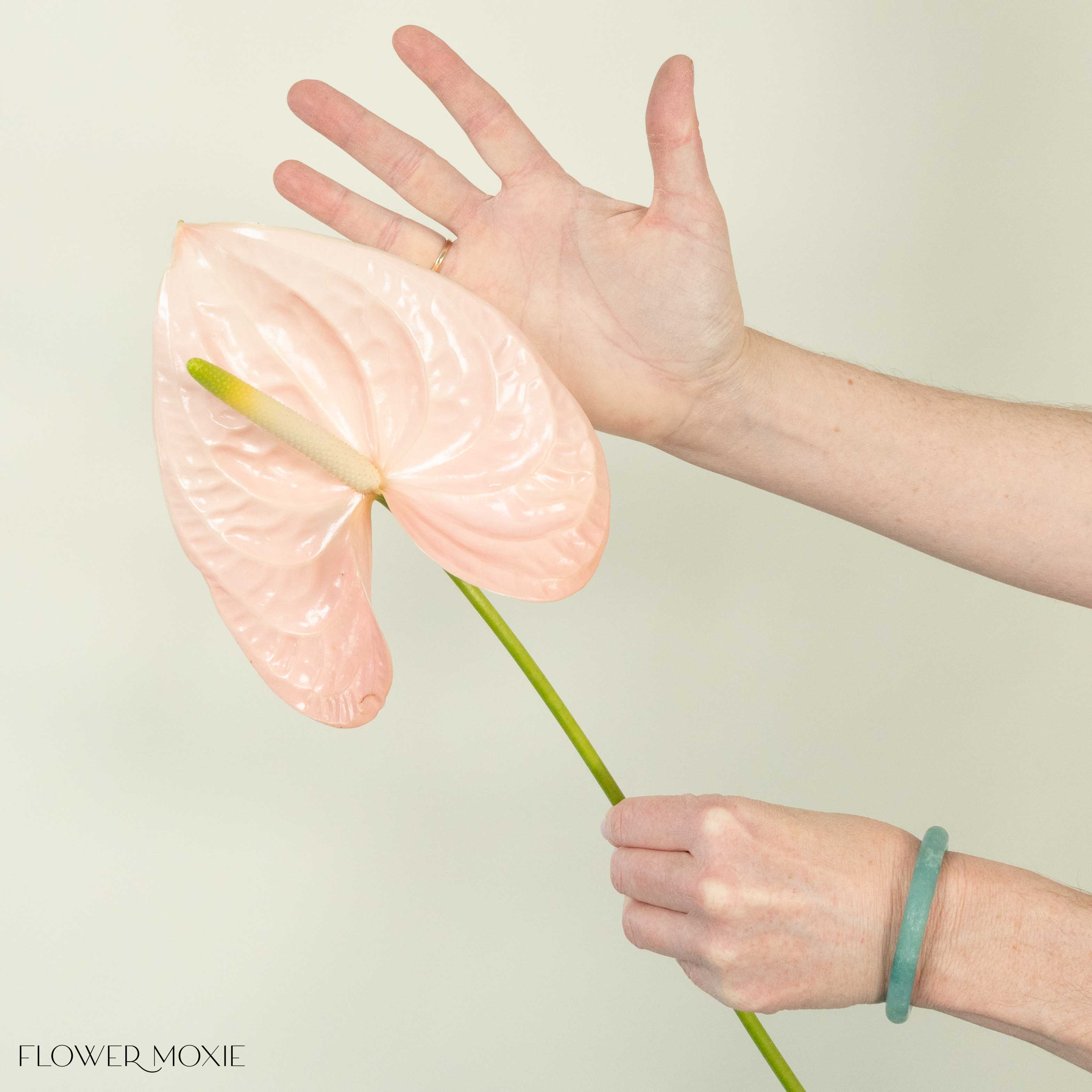 Giant Blush Italian Anthurium - Image 7