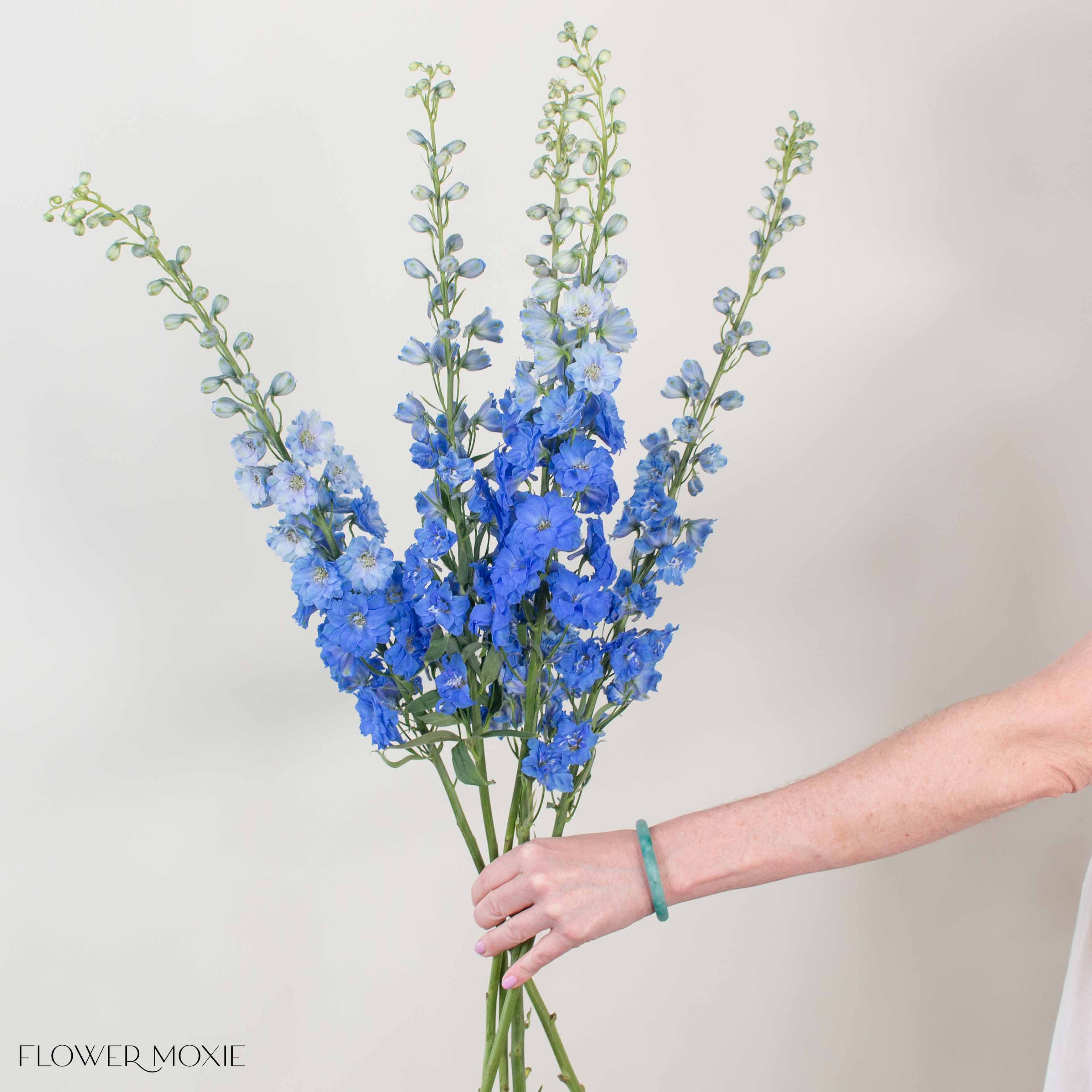 Giant Dark Blue Hybrid Delphinium - Image 3
