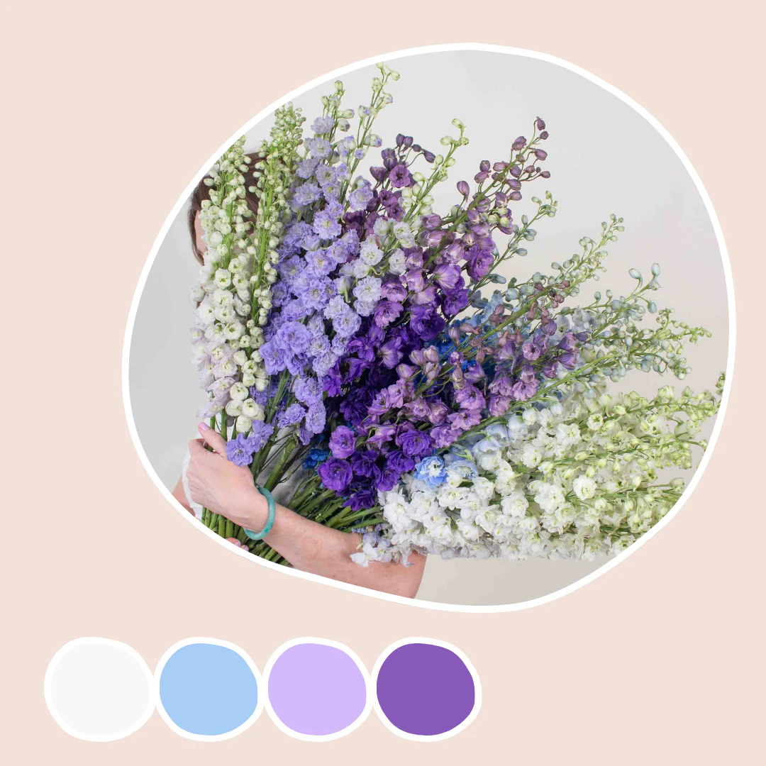 Giant Hybrid Delphinium Mixed Box