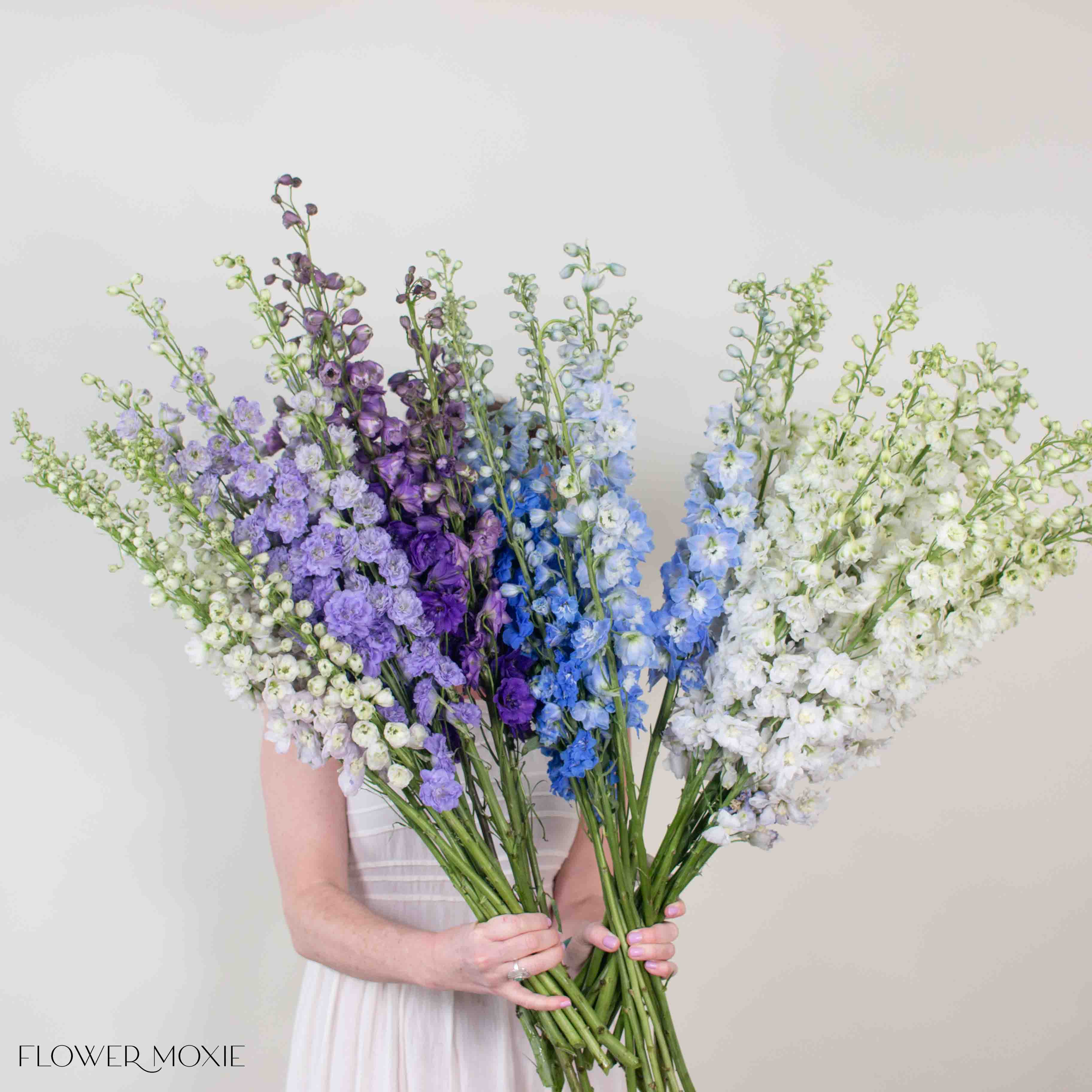 Giant Hybrid Delphinium Mixed Box - Image 2