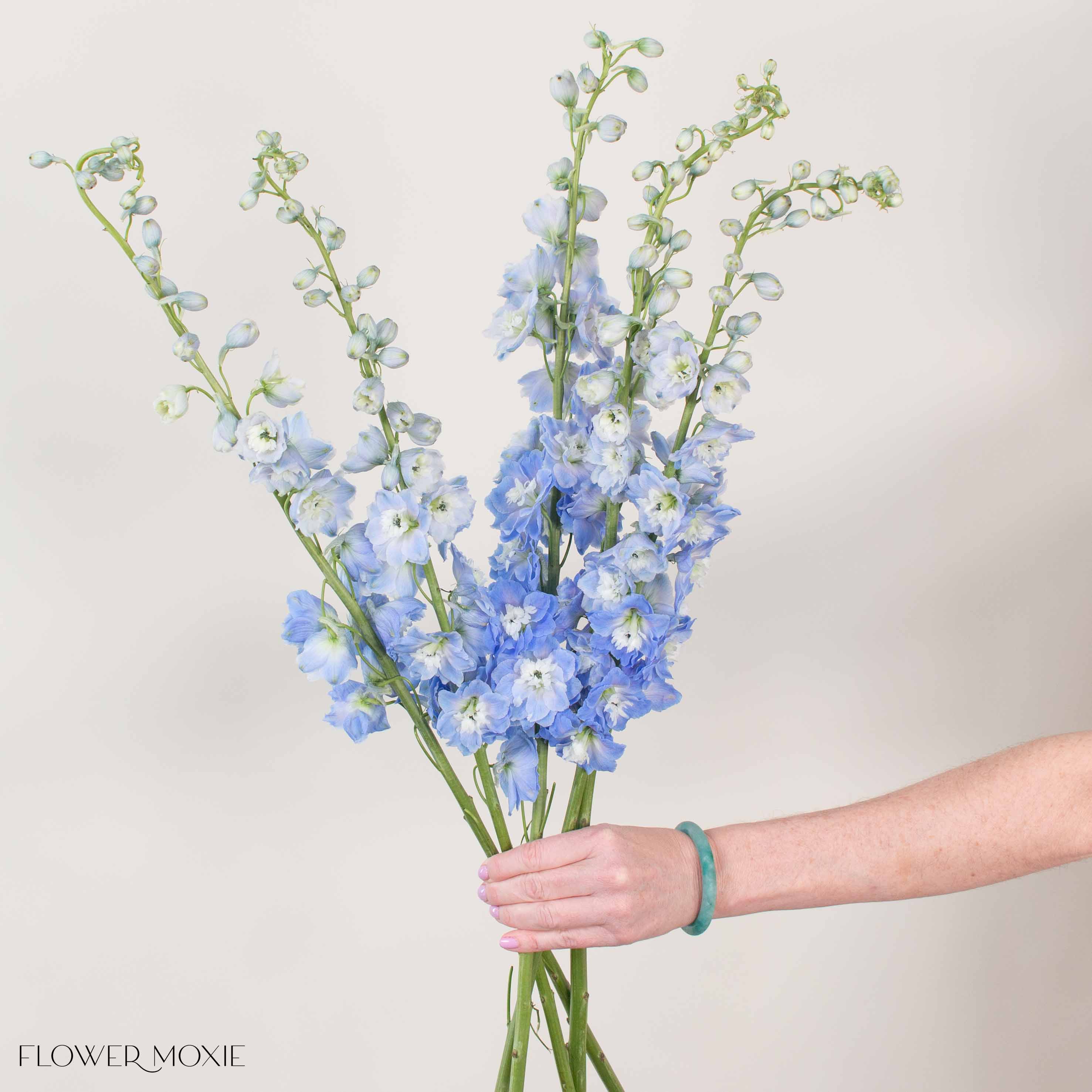 Giant Light Blue Hybrid Delphinium - Image 3