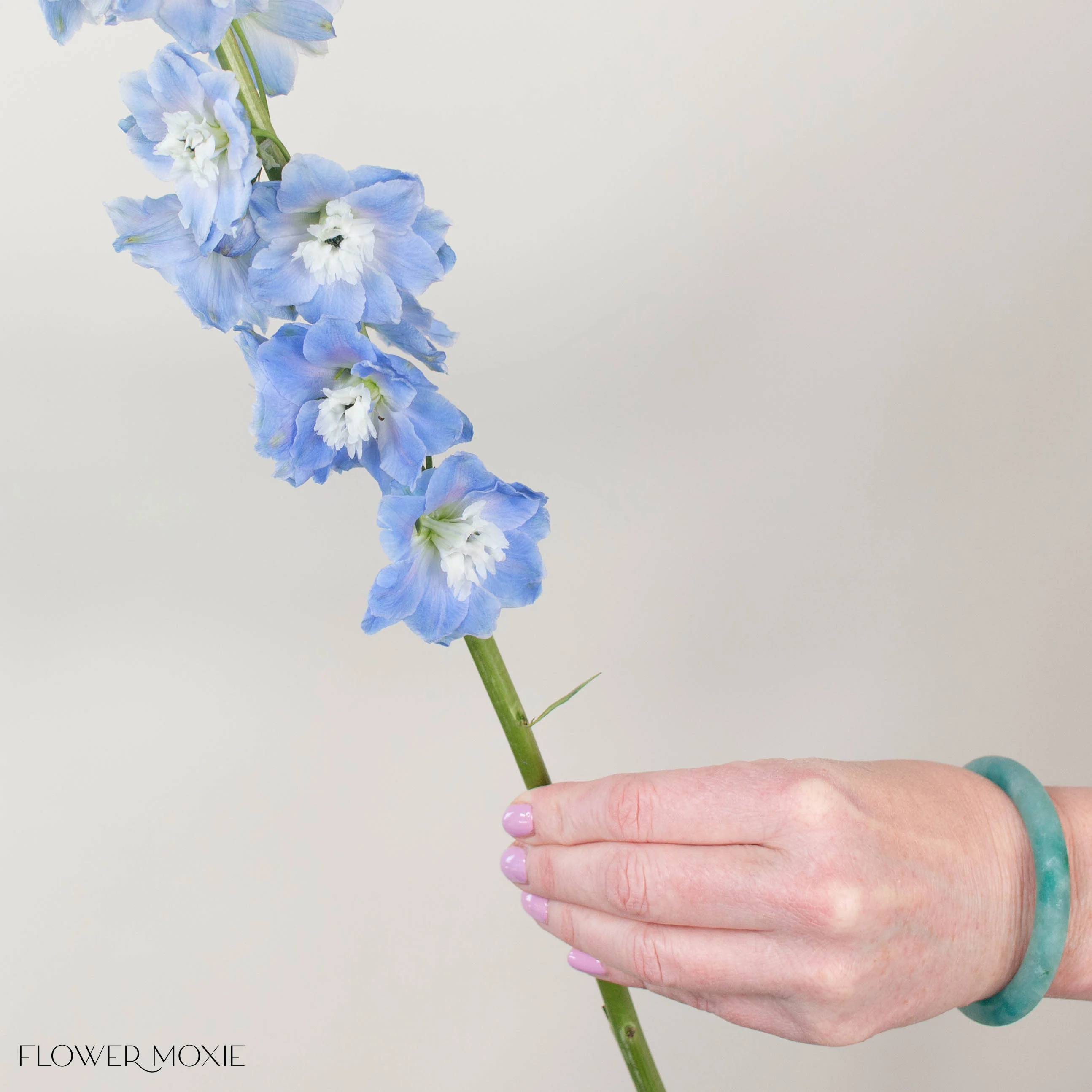 Giant Light Blue Hybrid Delphinium - Image 6
